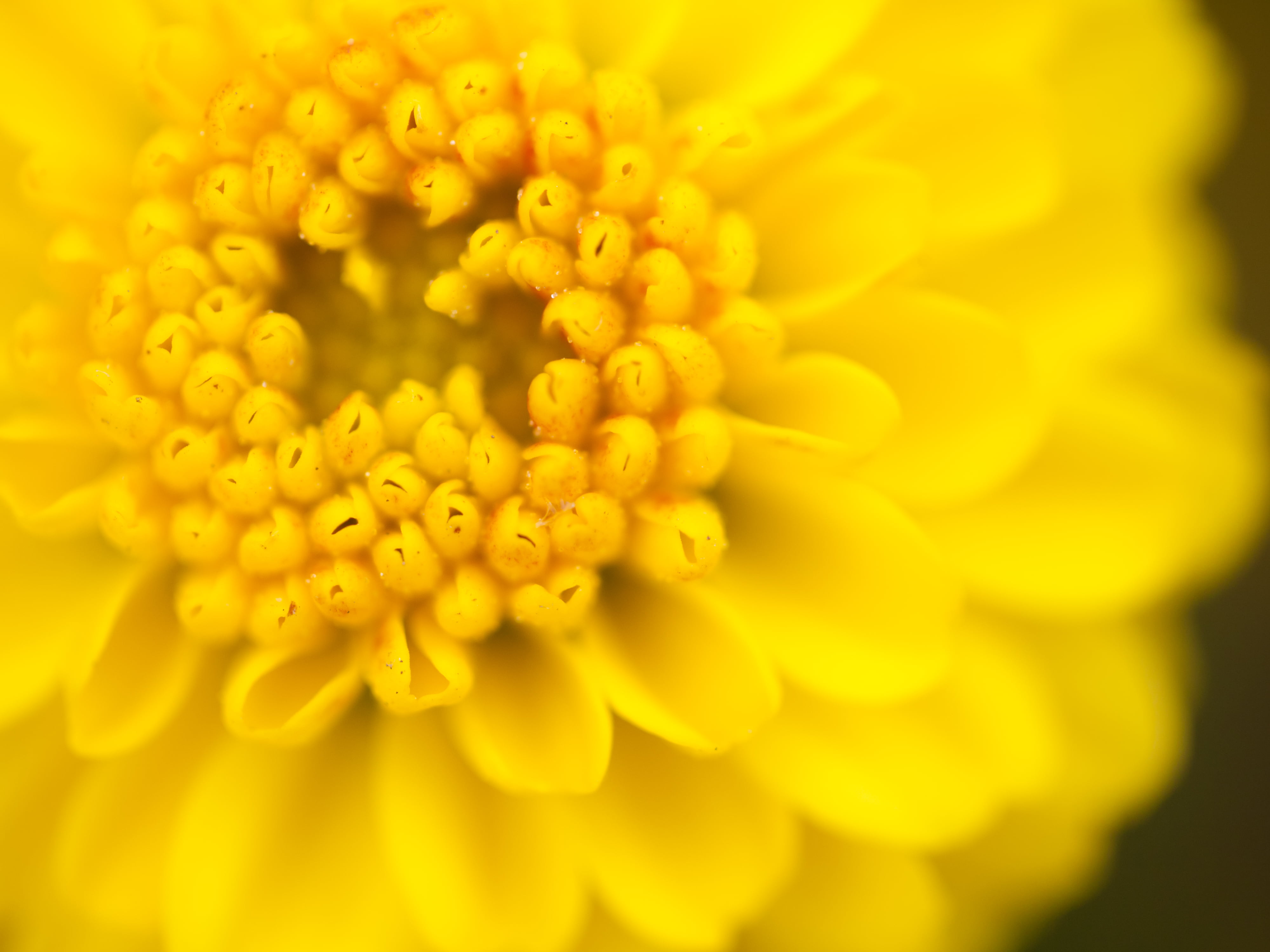 close up photography of yellow flower, lumix  gf1, nature, petal
