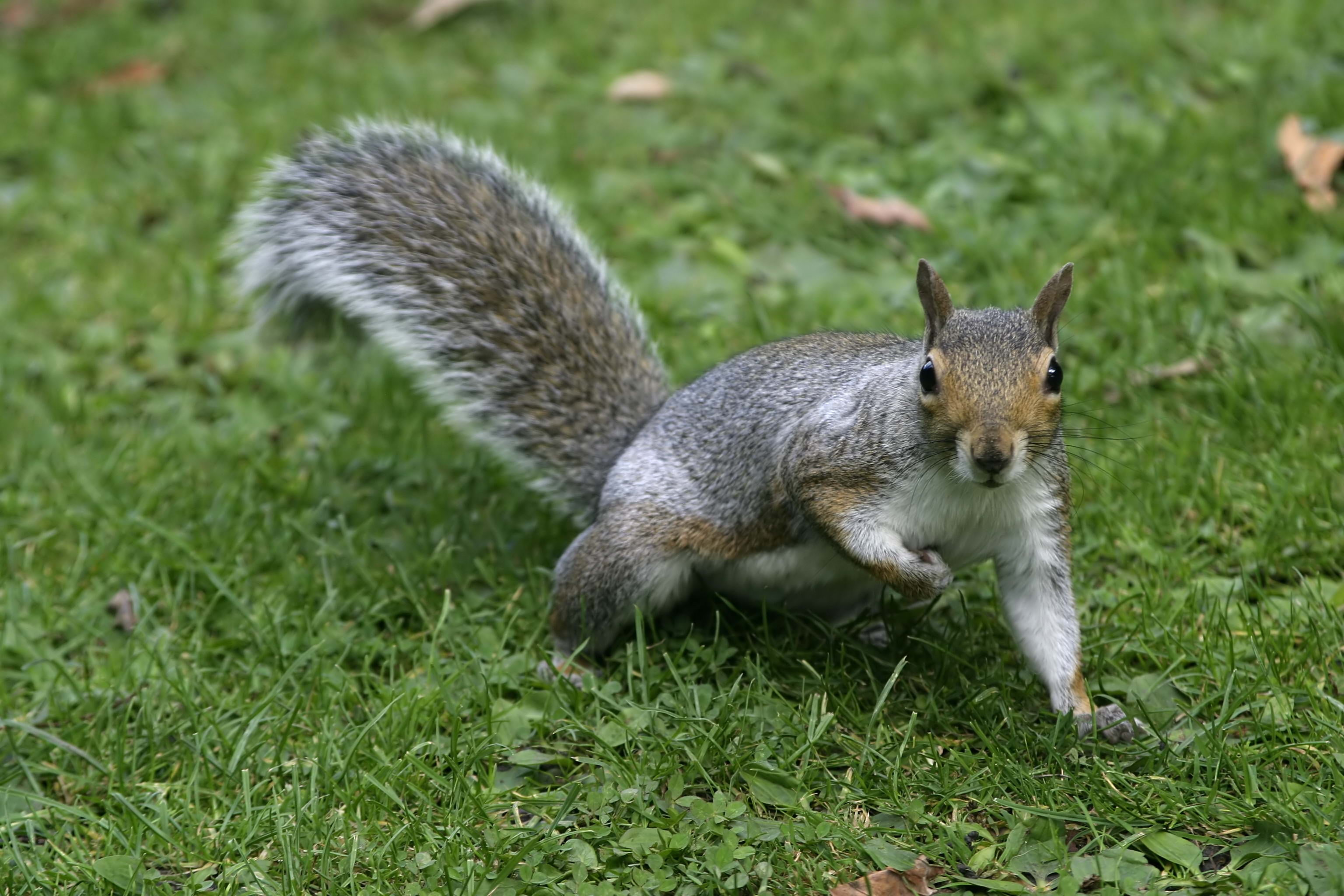 gray and white squirrel, grass, tail, furry, animal, rodent, mammal