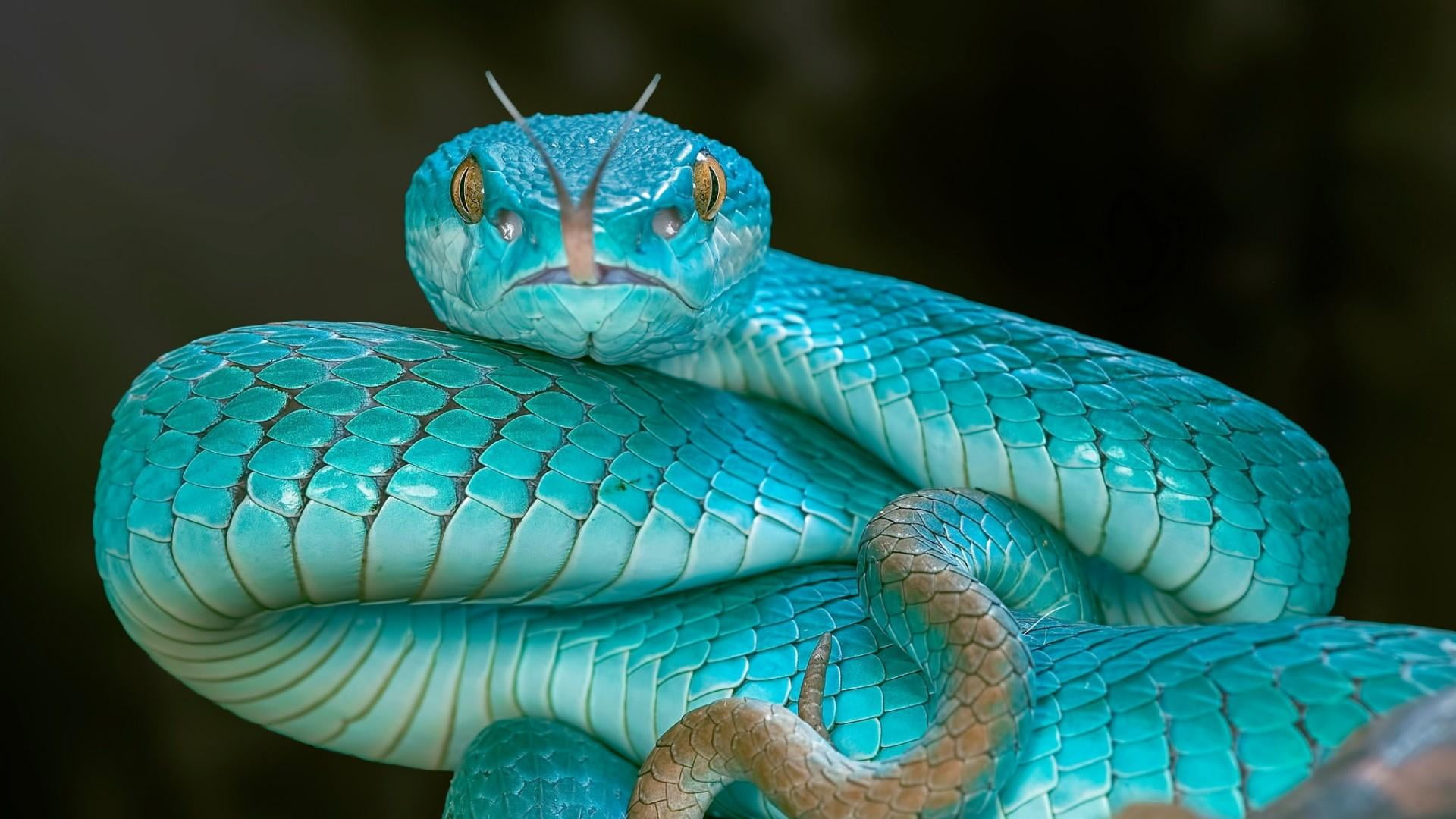 viper, serpent, reptile, snake, pit viper, blue pit viper, turquoise