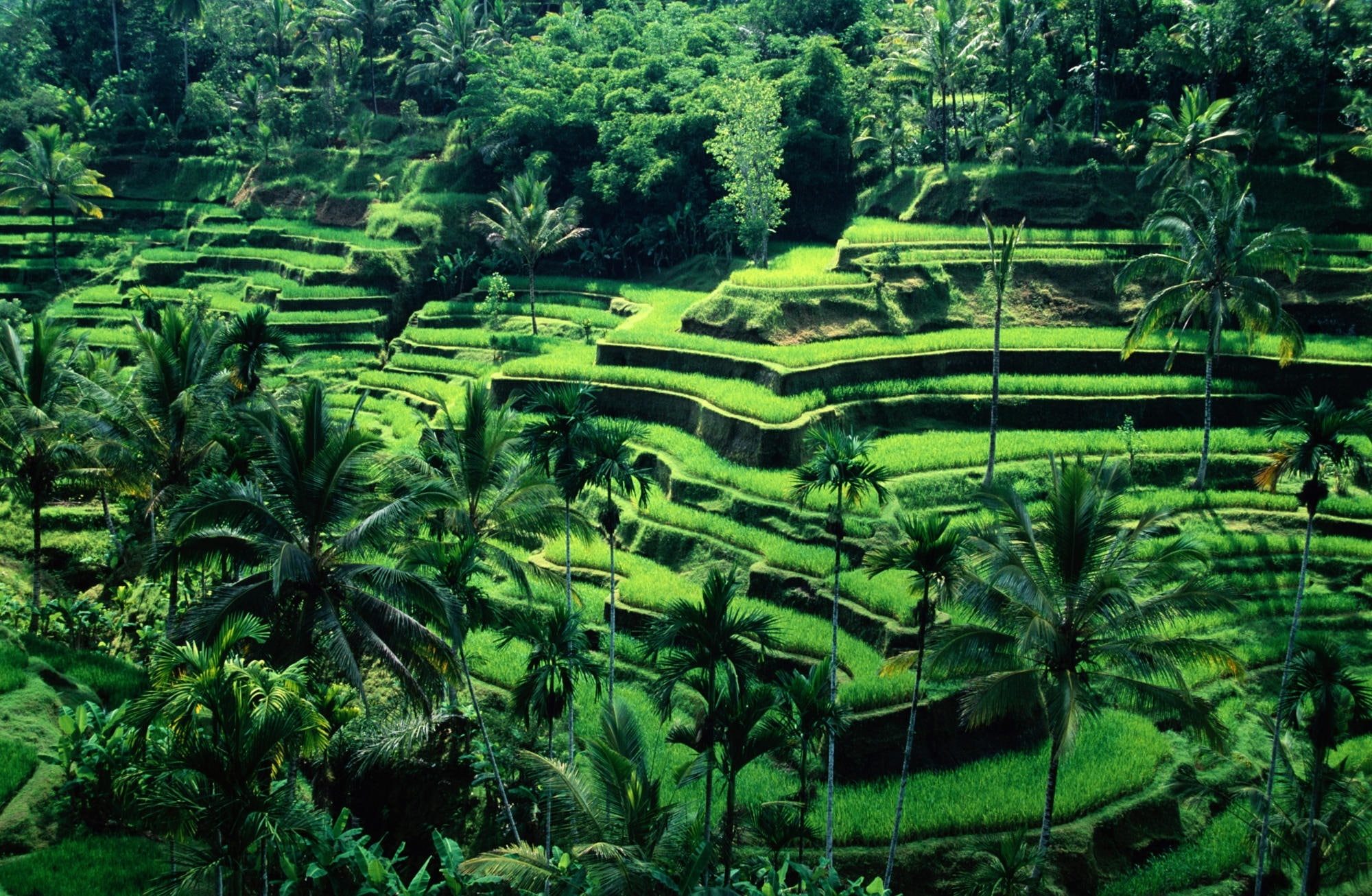 Free download | HD wallpaper: Bali, Indonesia, green rice field, Asia