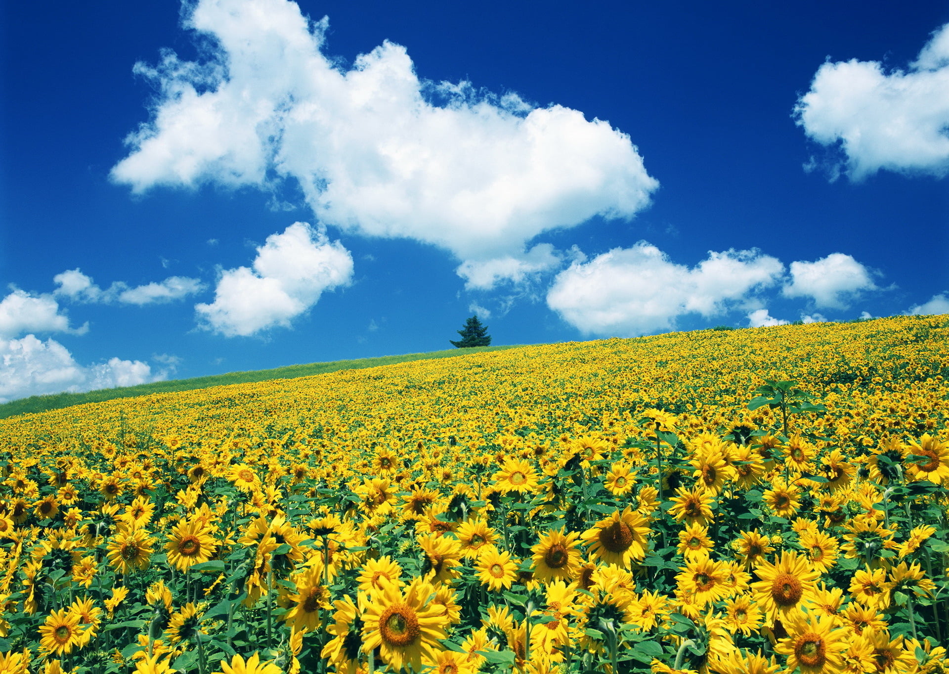 sunflower field, sunflowers, almost van Gogh, nature, yellow