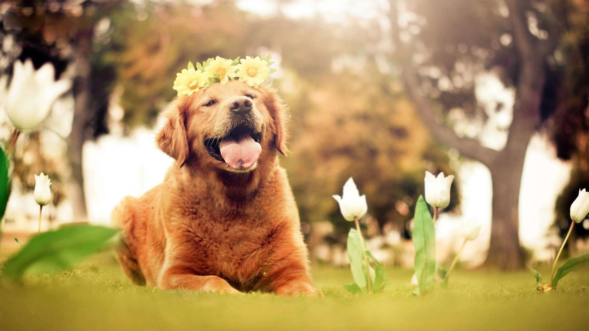Golden Retrievers, Dog, Puppy, Flowers, Nature