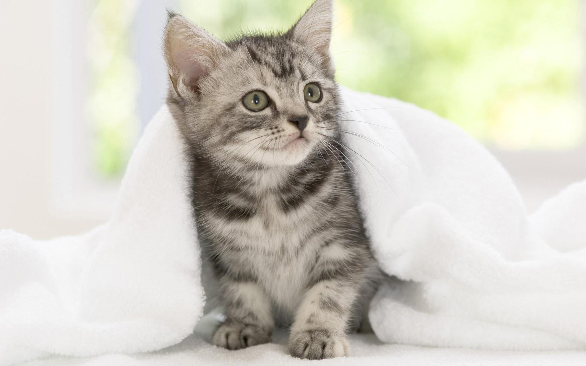 A Very Sweet Timid Bashful Kitty, needs, cute, reasurance, adorable