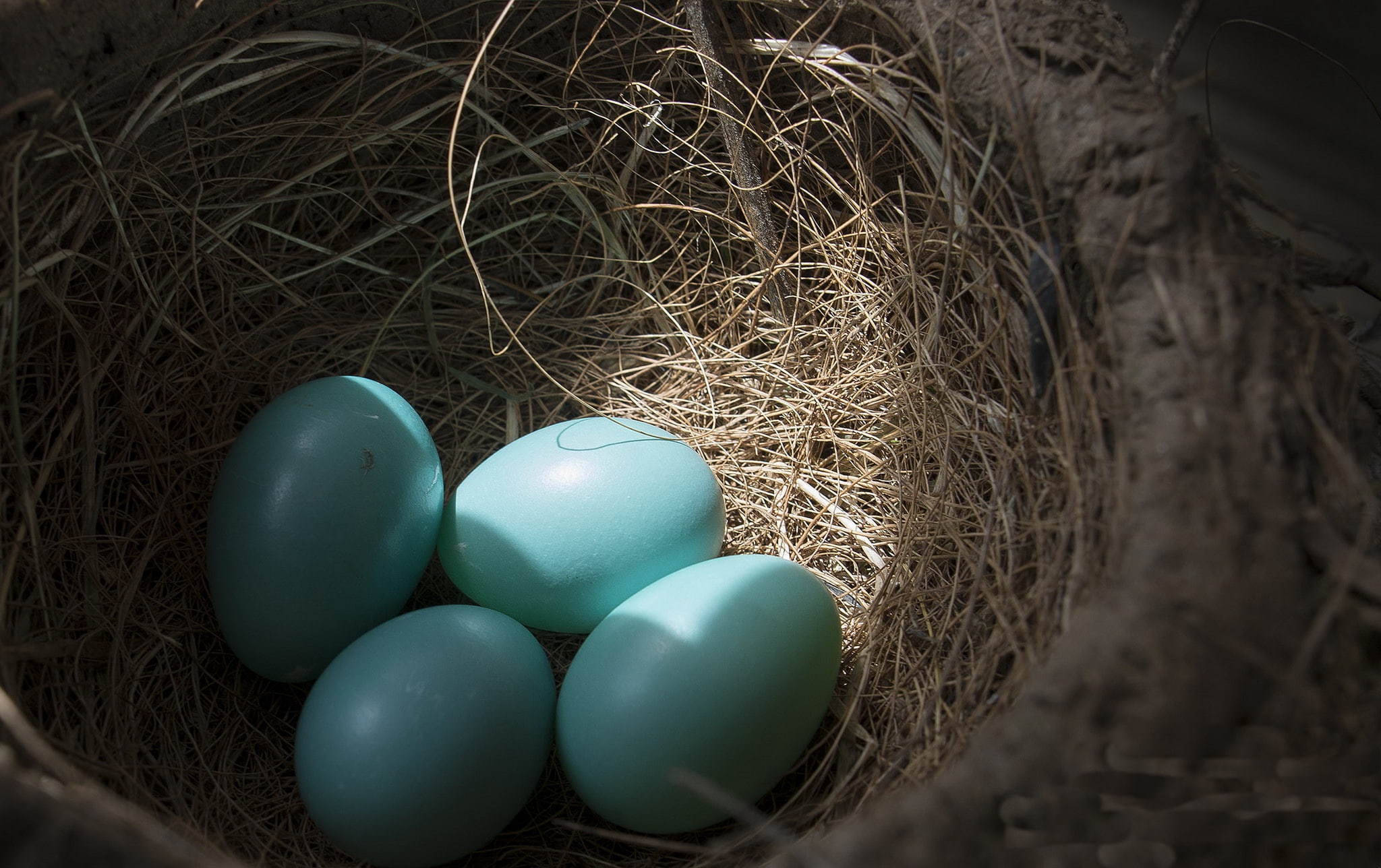background, socket, eggs