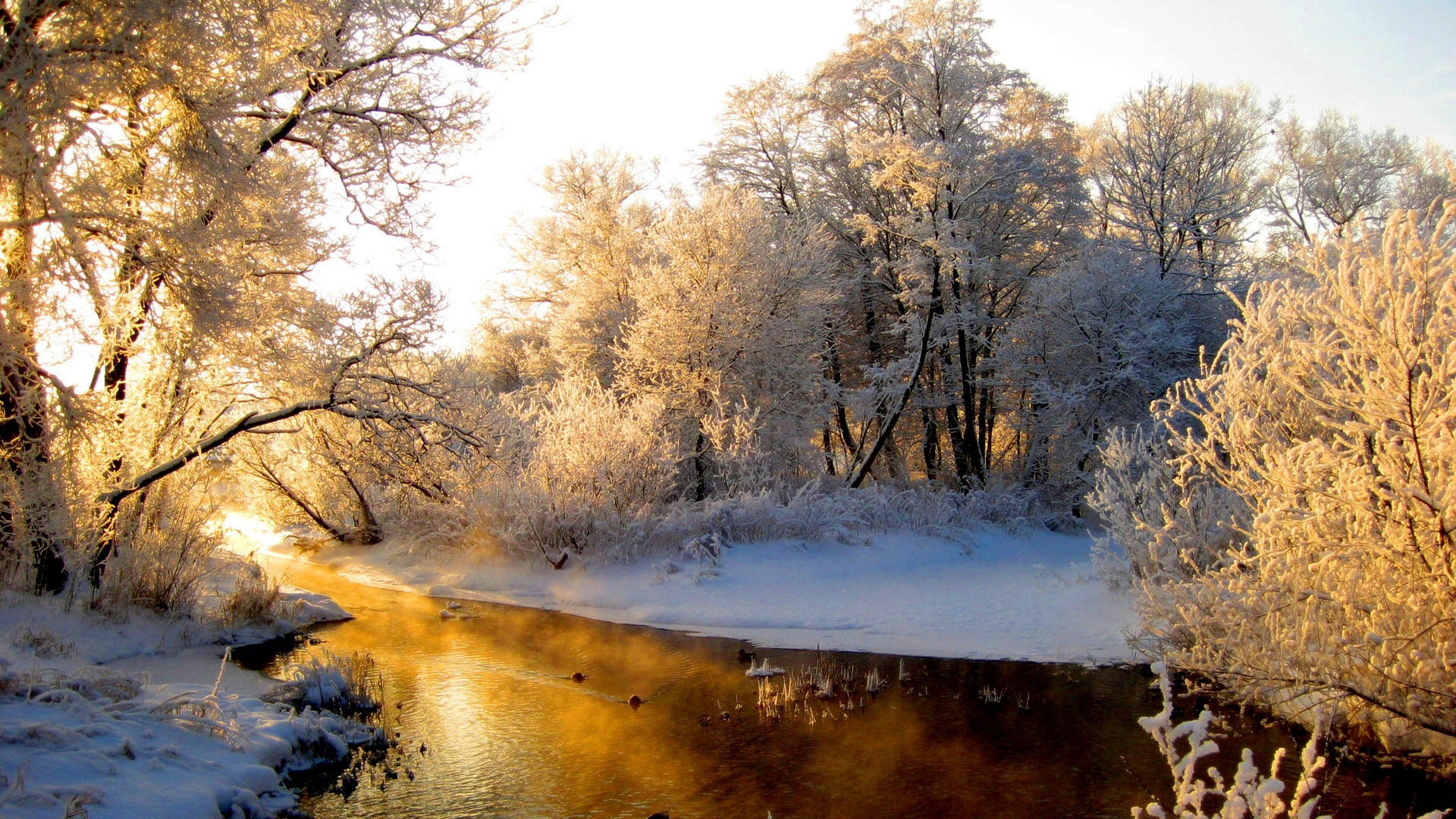 white leafed trees, river, wood, winter, hoarfrost, gray hair