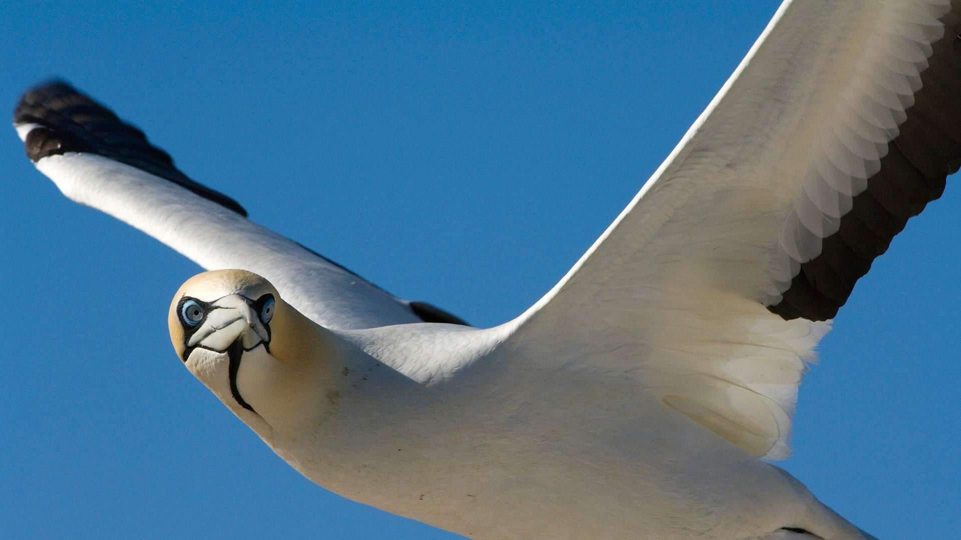 seagull