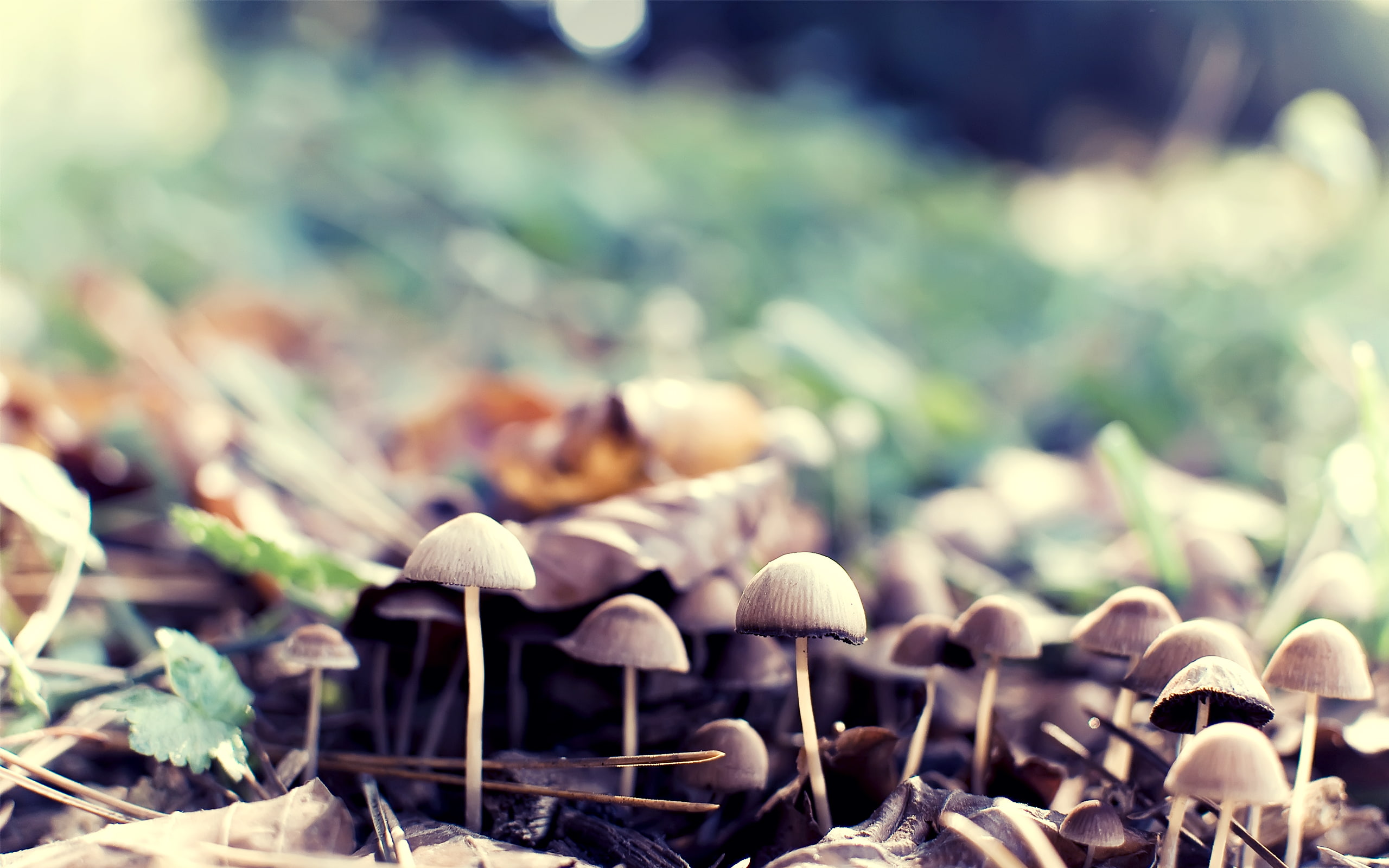 Mushrooms Macro Fungus HD, nature