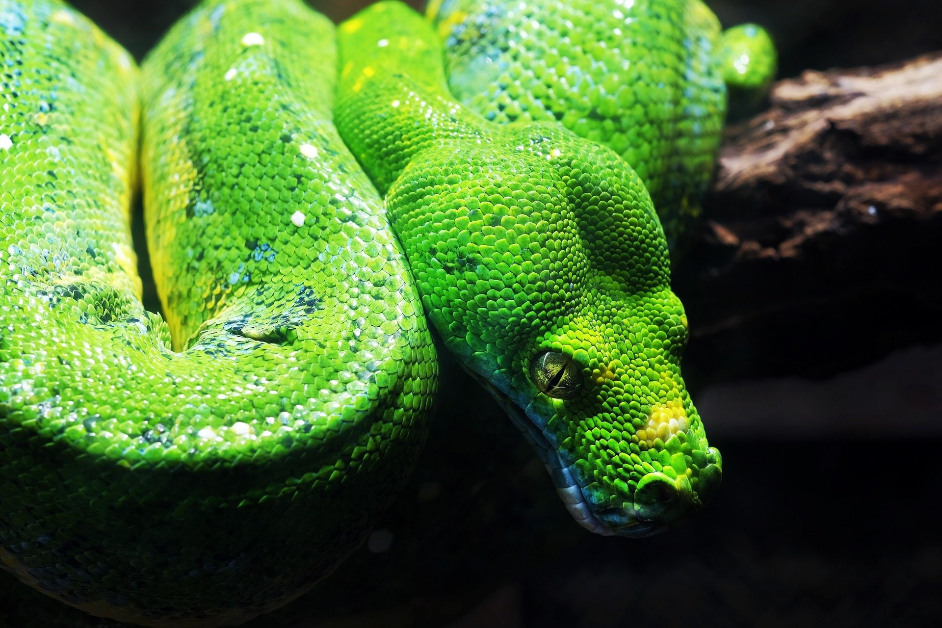 Reptiles, Python