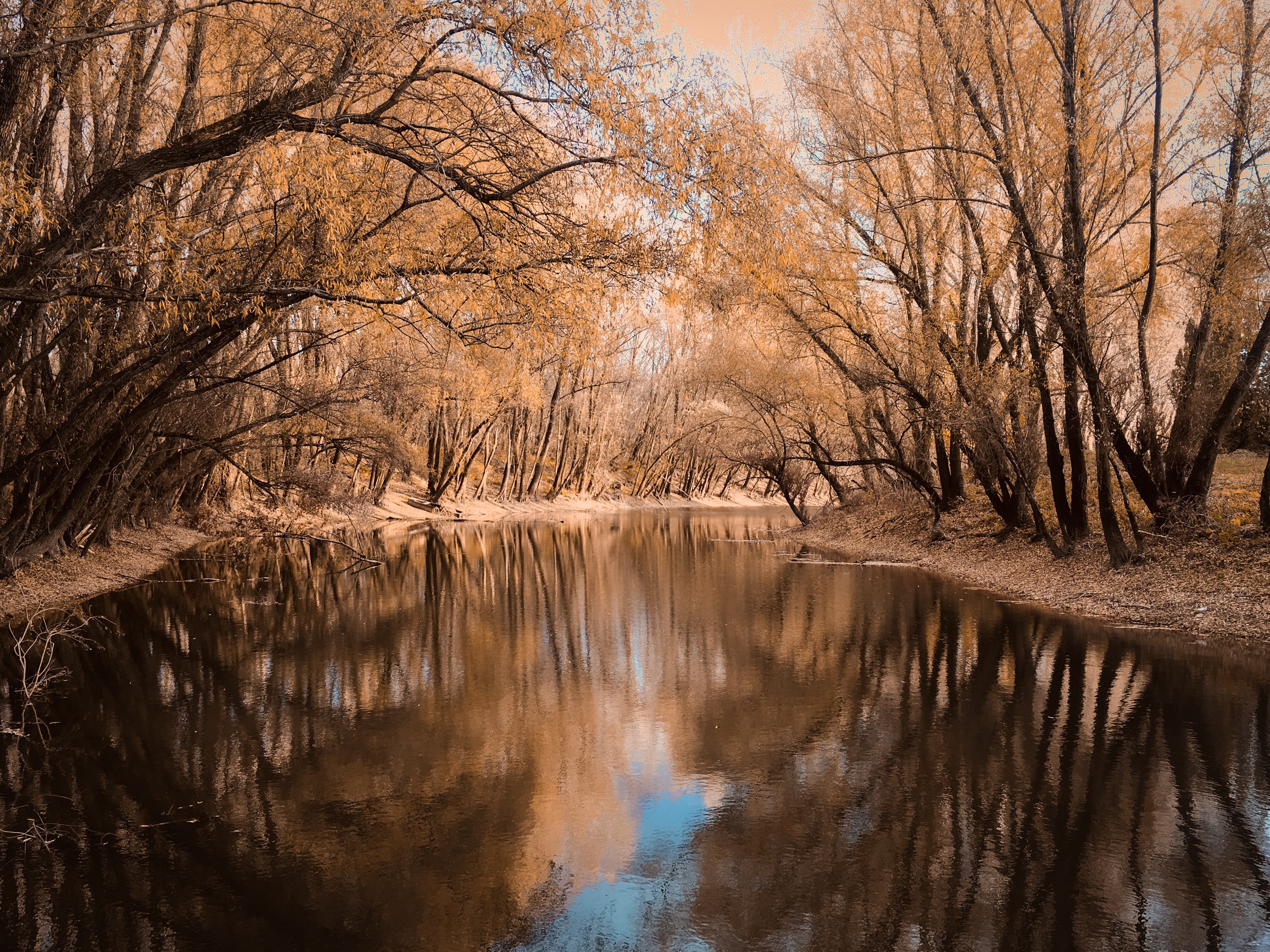 forest, landscape