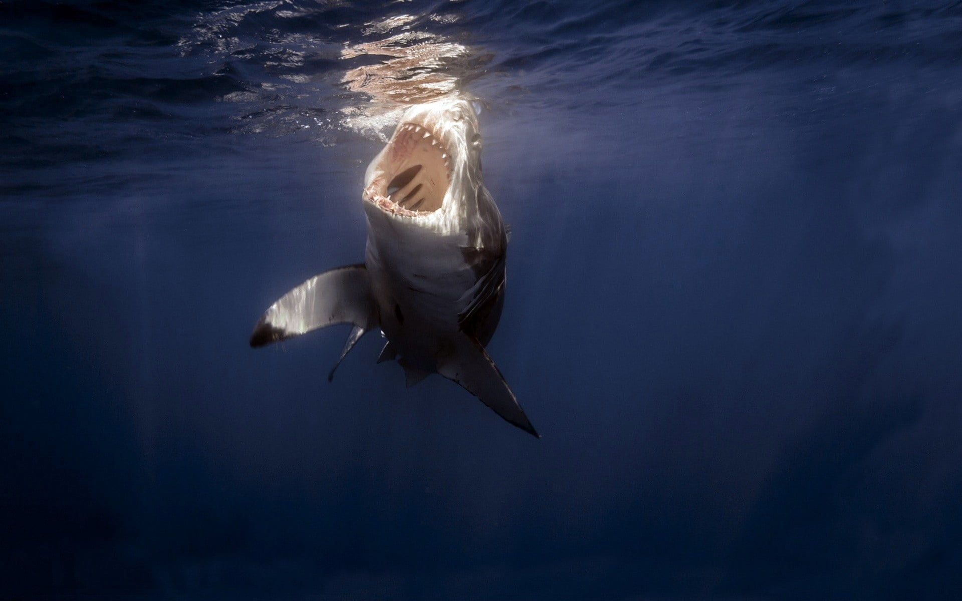 gray great white shark, sea, under water, teeth, animal, nature