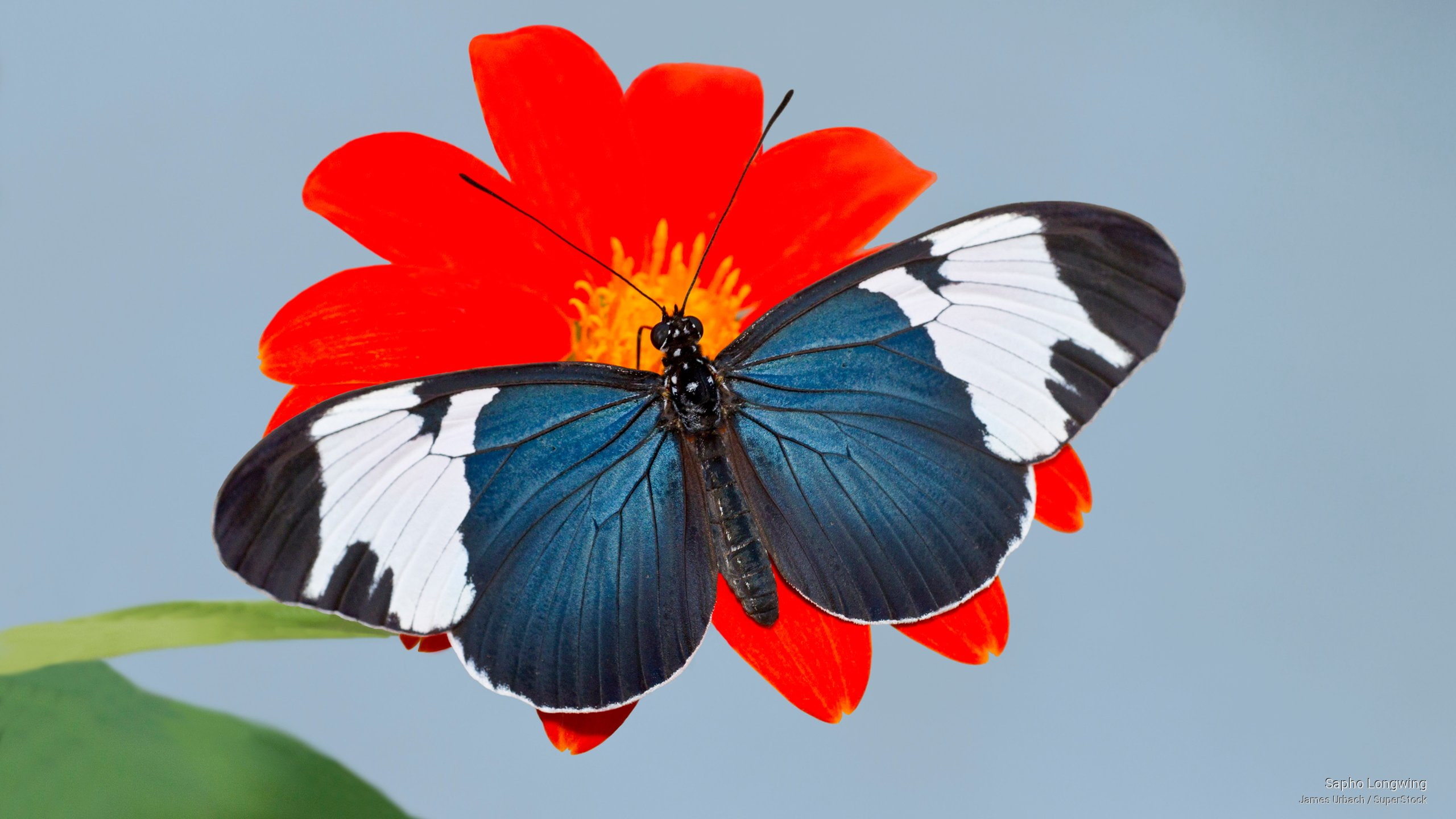 Sapho Longwing, Animals