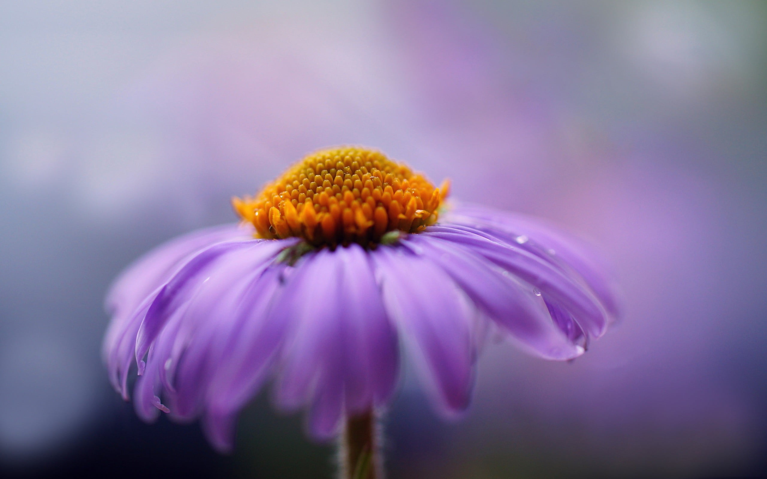 purple flower, nature, flowers, macro, water drops, flowering plant