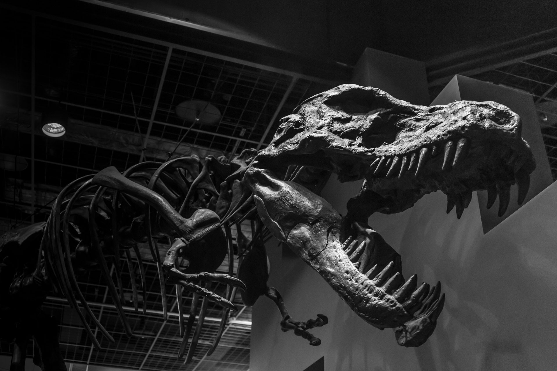 Animal, Dinosaur, Black & White, Monochrome, Museum, Skeleton