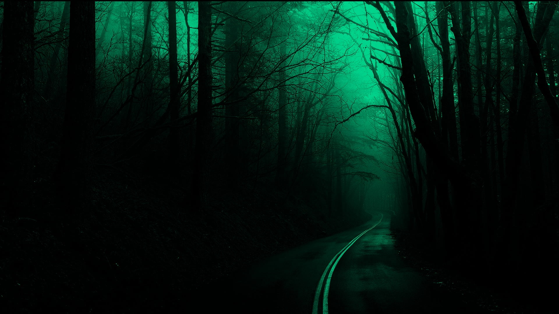 silhouette of forest, trees, road, dark, nature, spooky, plant