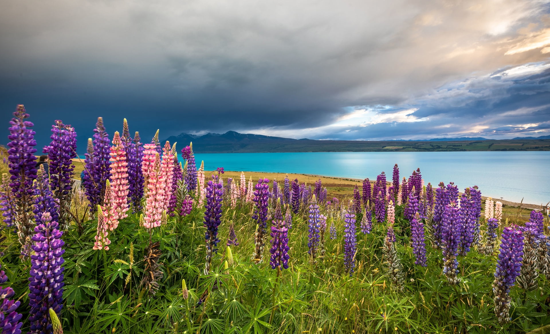 flowers, mountains, lake, New Zealand, meadow, Lake Tekapo