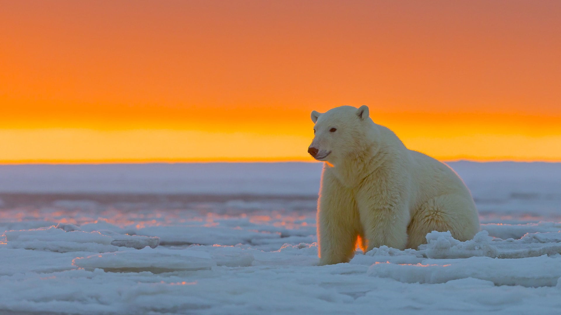 polar bear, orange sky, arctic, tundra, ice, wildlife, polar ice cap