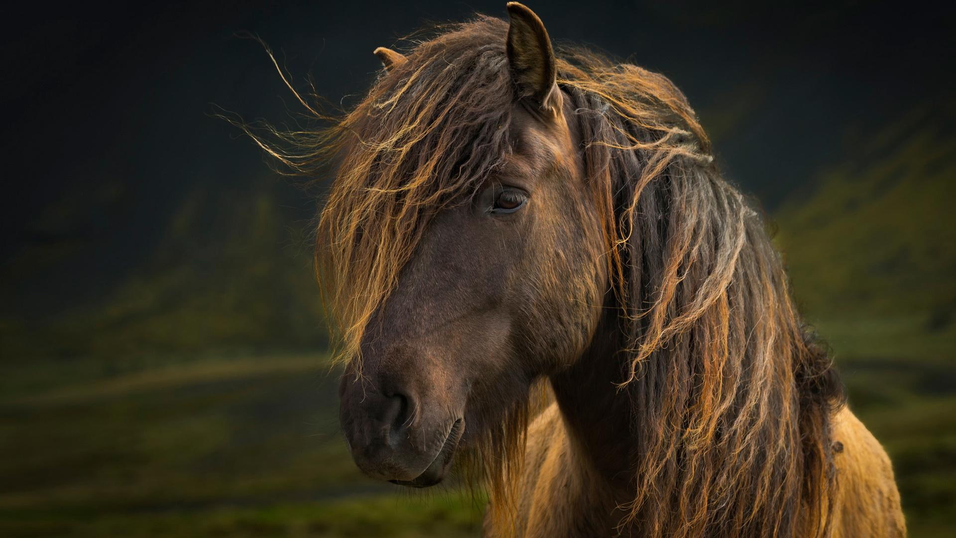 Mane Horse Look, brown horse, animals, green, background, hair