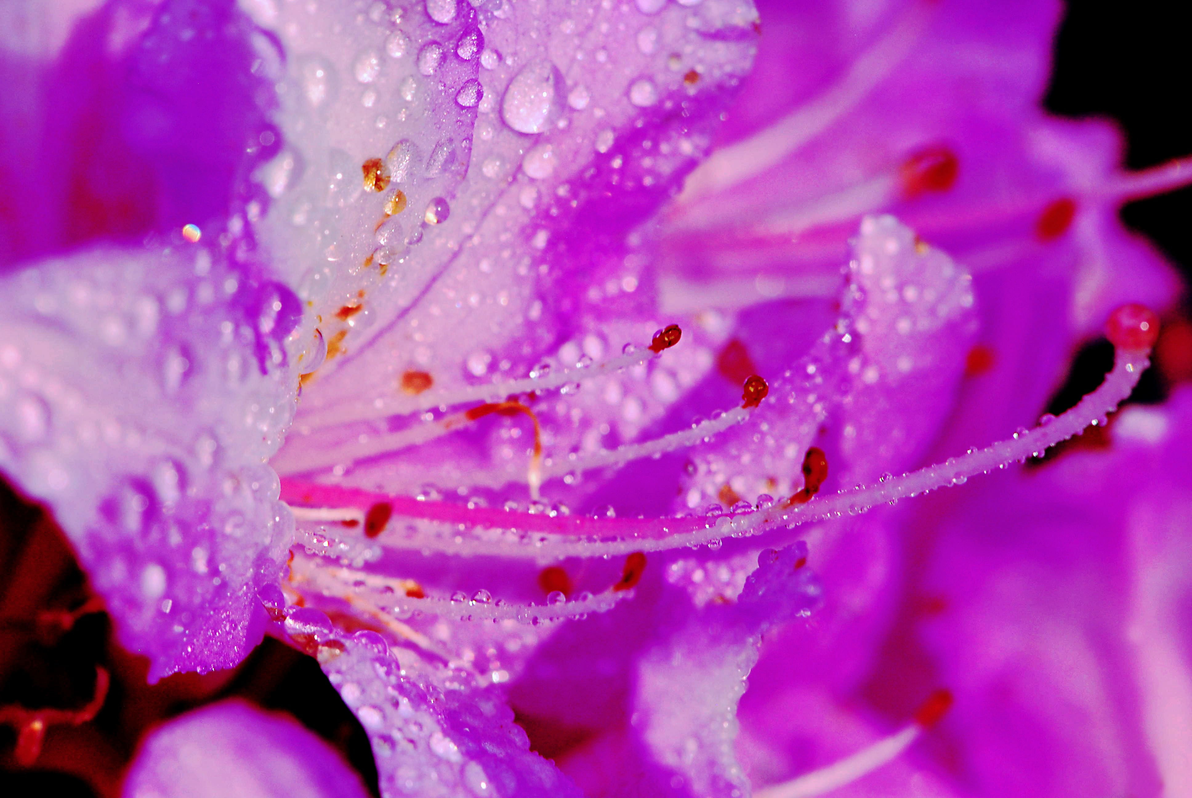 violet