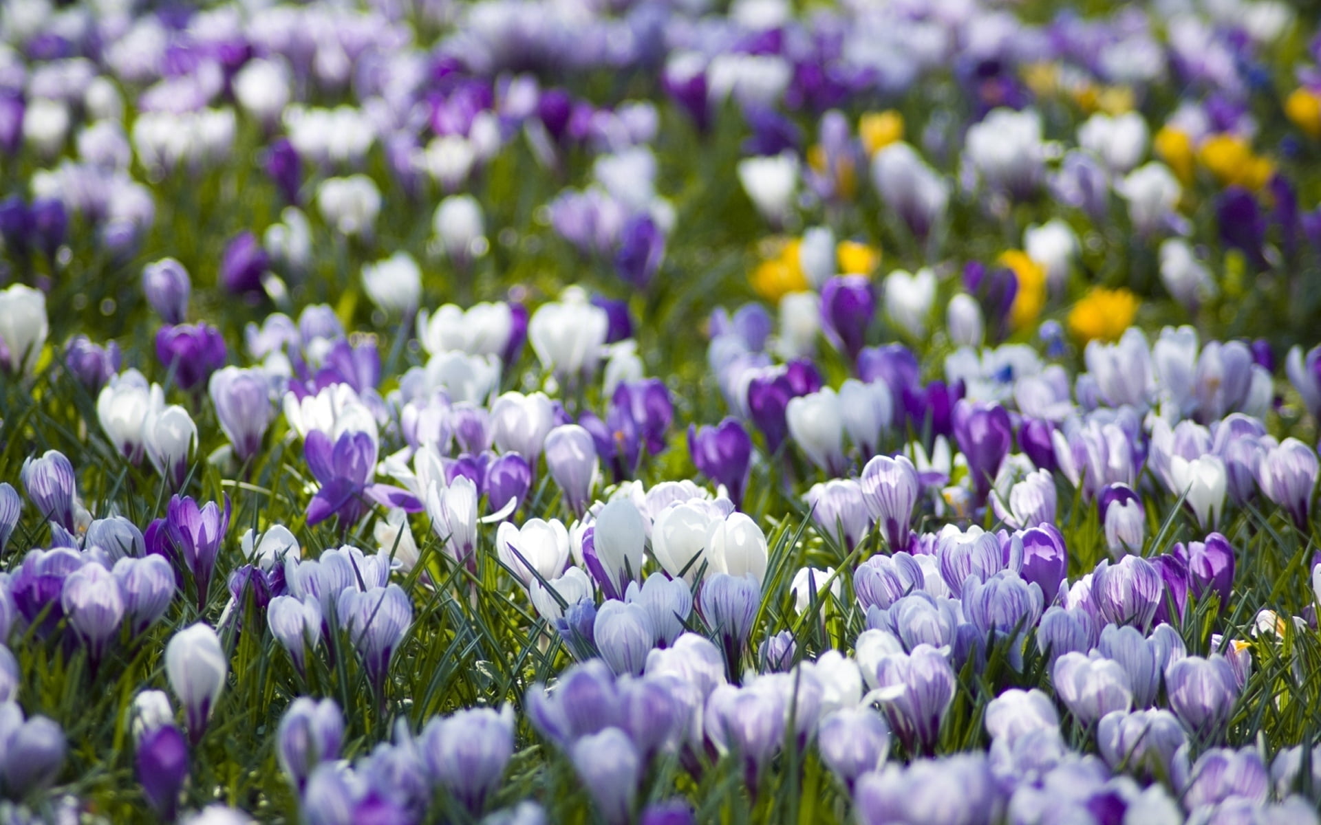 purple and white tulips, crocuses, flowers, meadow, different