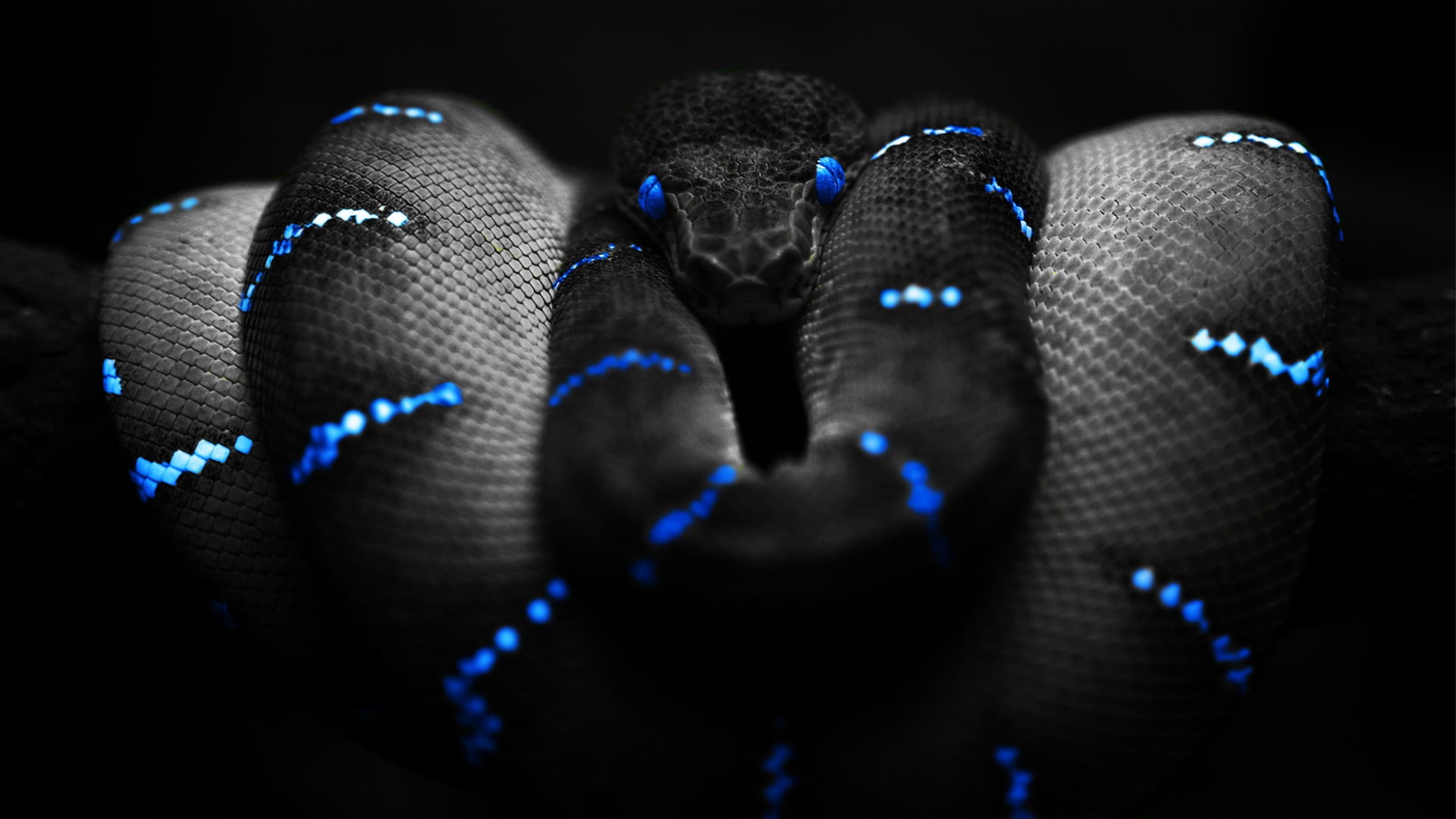 snake, blue, black, selective coloring, Boa constrictor, digital art