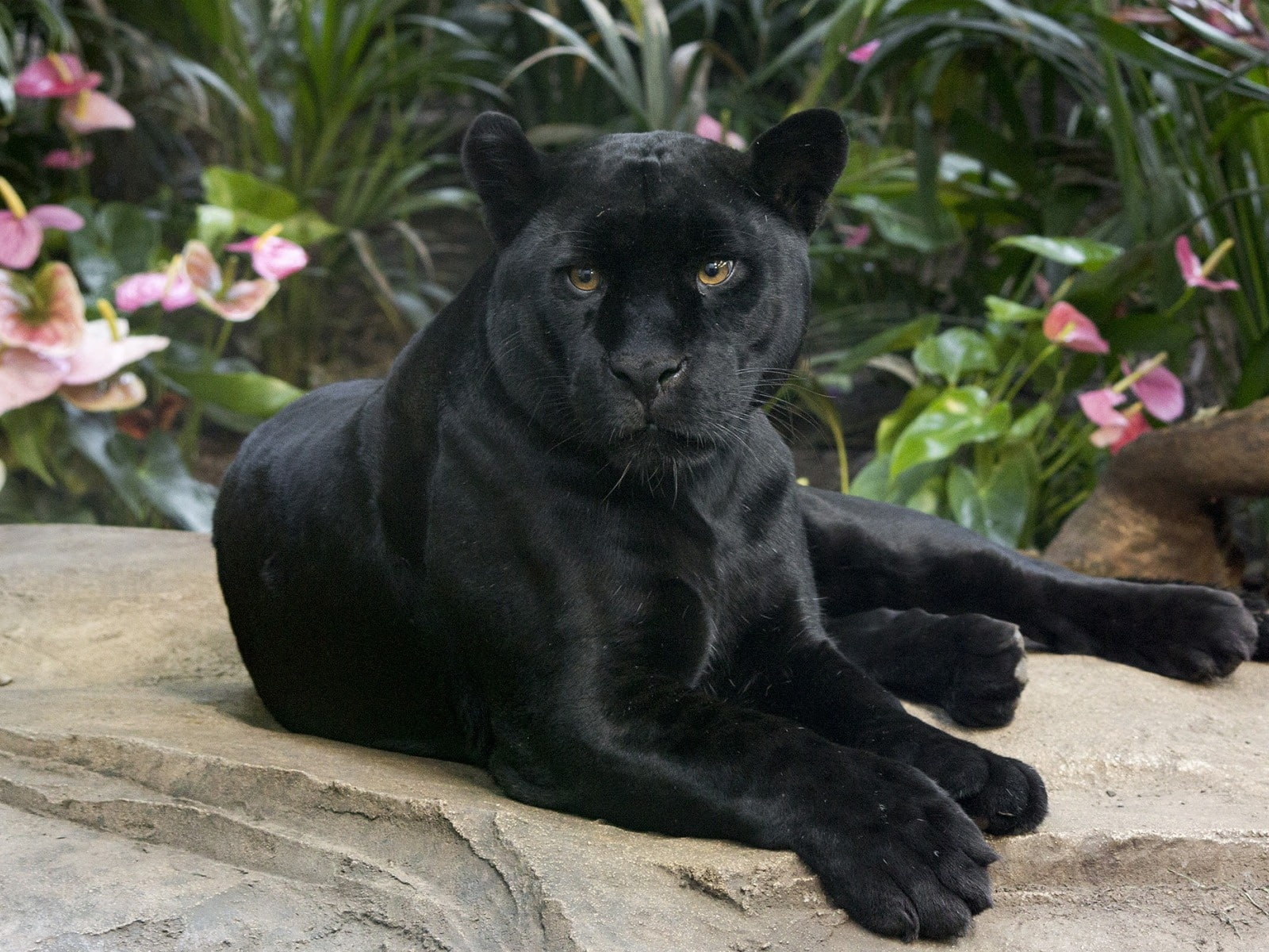 black, cat, handsome, jaguar, look, panther, wild