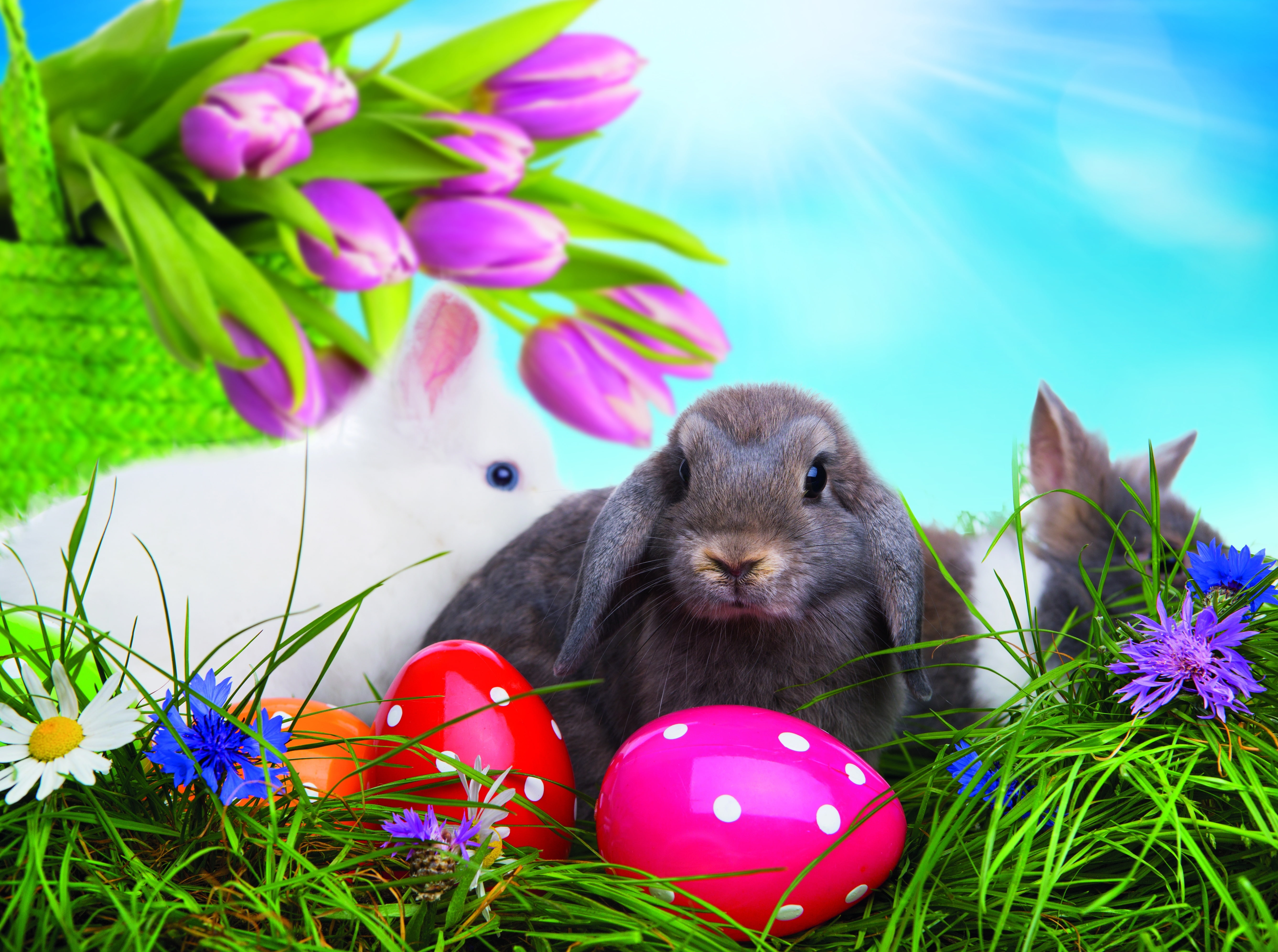 eggs, Easter, Easter eggs, happy easter
