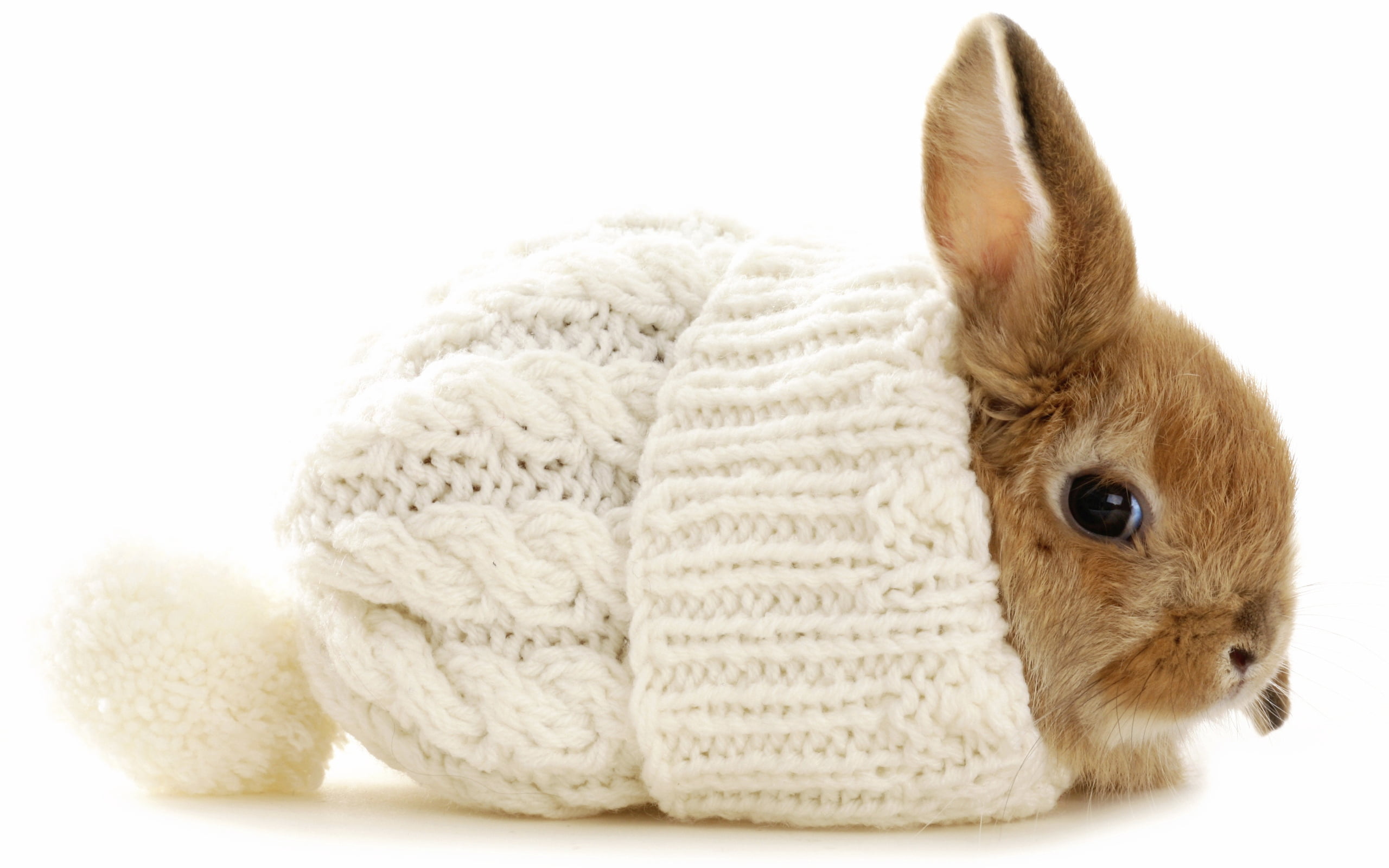 brown rabbit, winter, hat, rabbit - Animal, pets, cute, fluffy