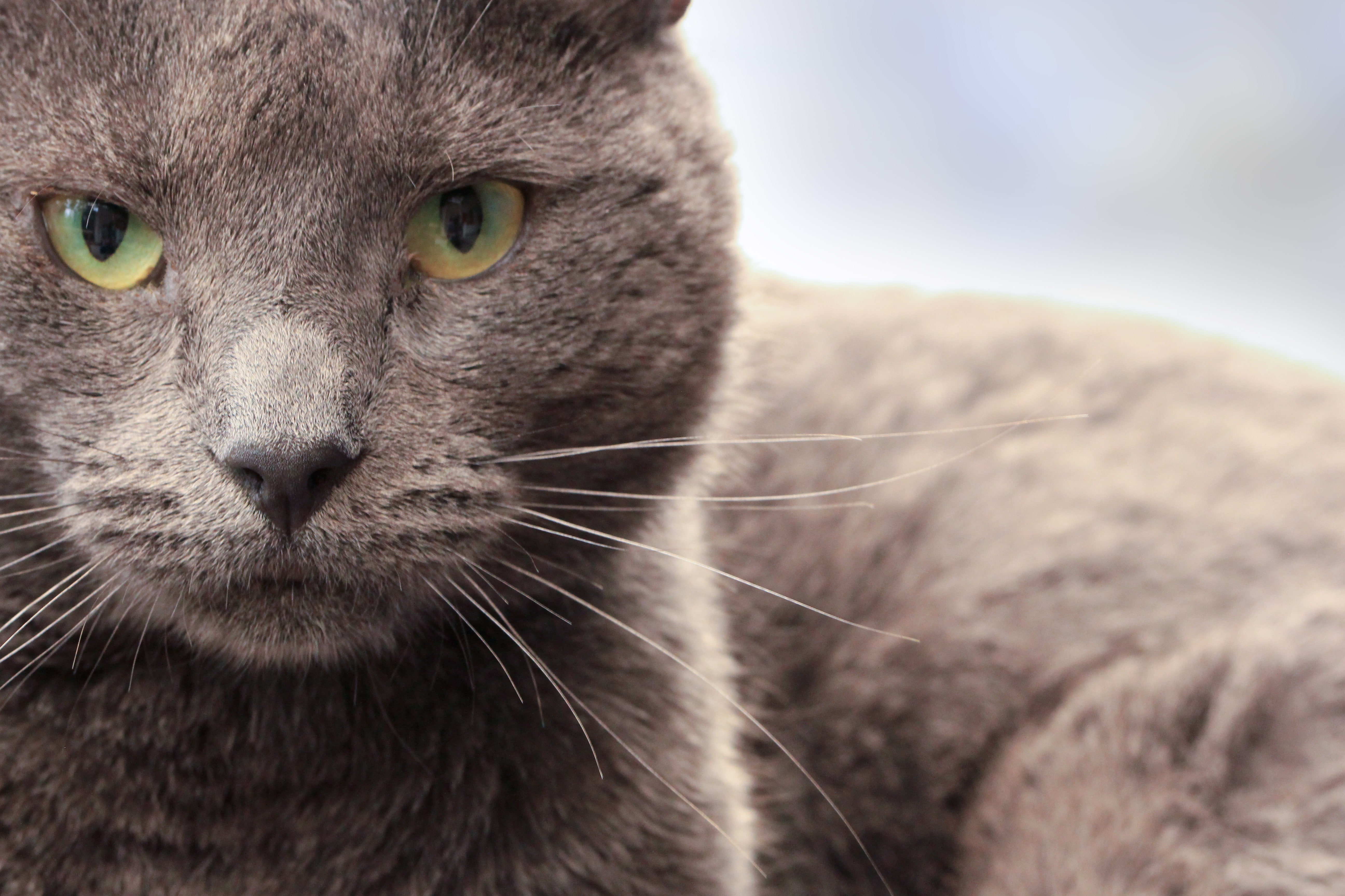 Cat, Muzzle, Look