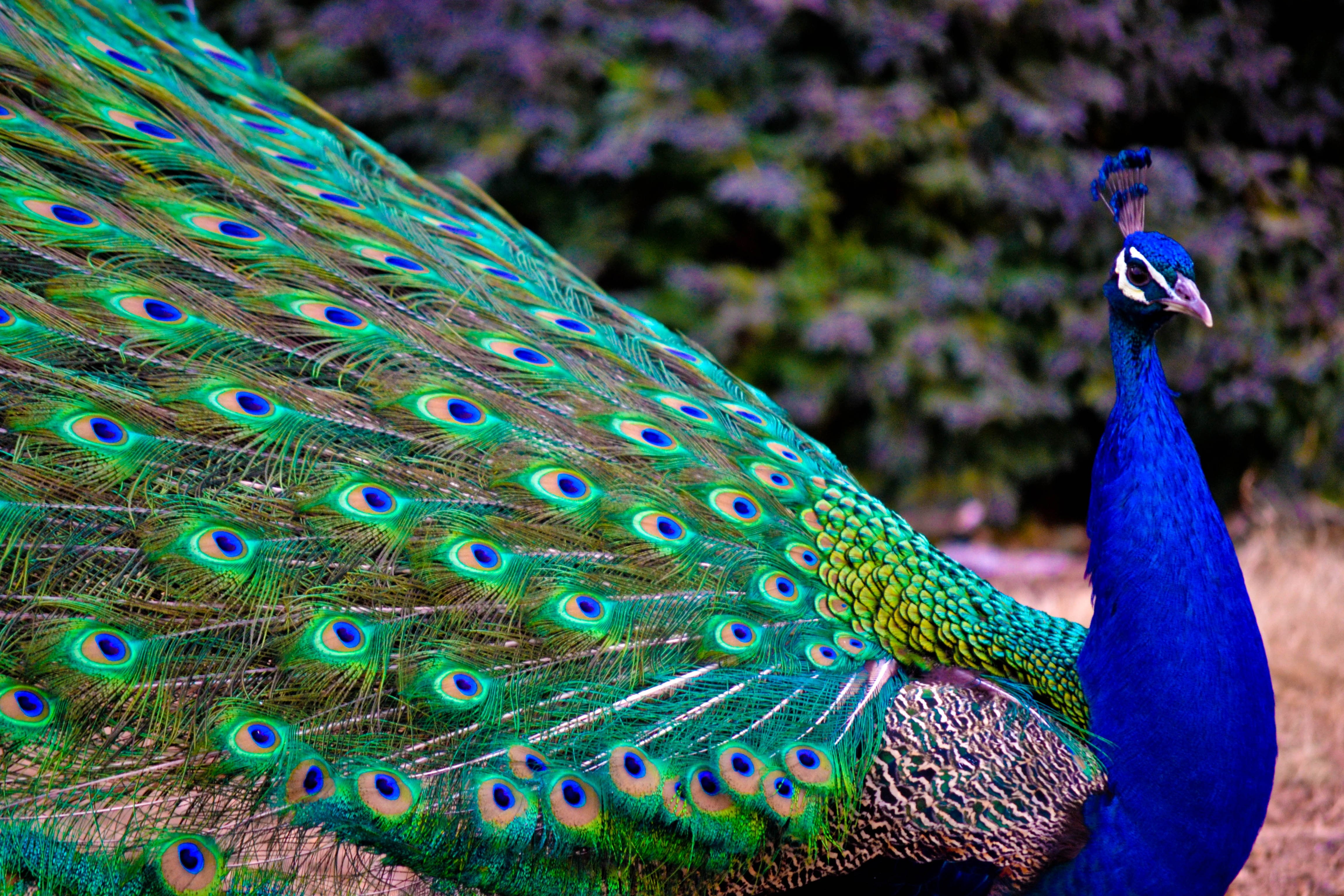 blue and green peacock, bird, colorful