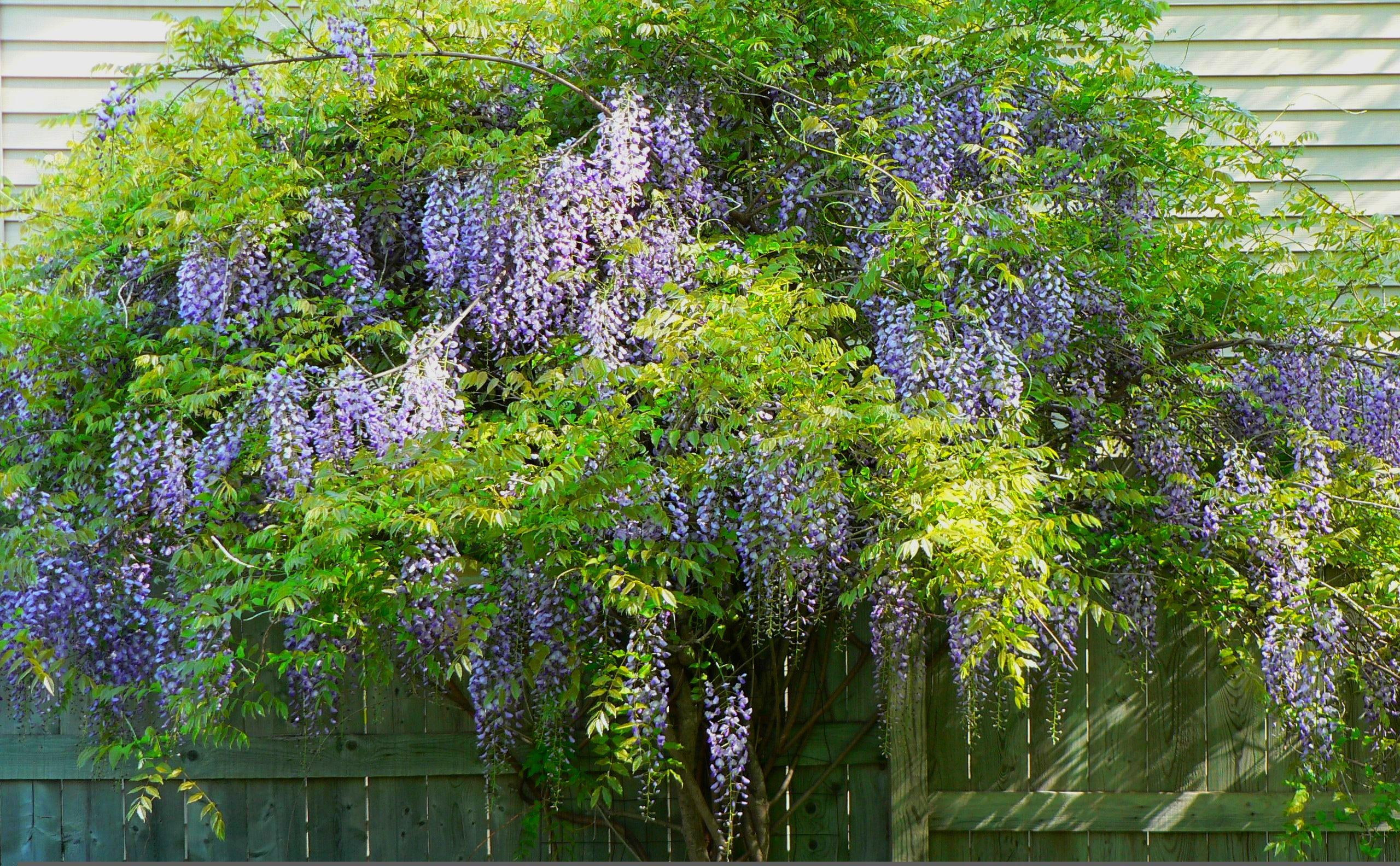 Blue Chinese Wisteria, nature, flower, vine, 3d and abstract