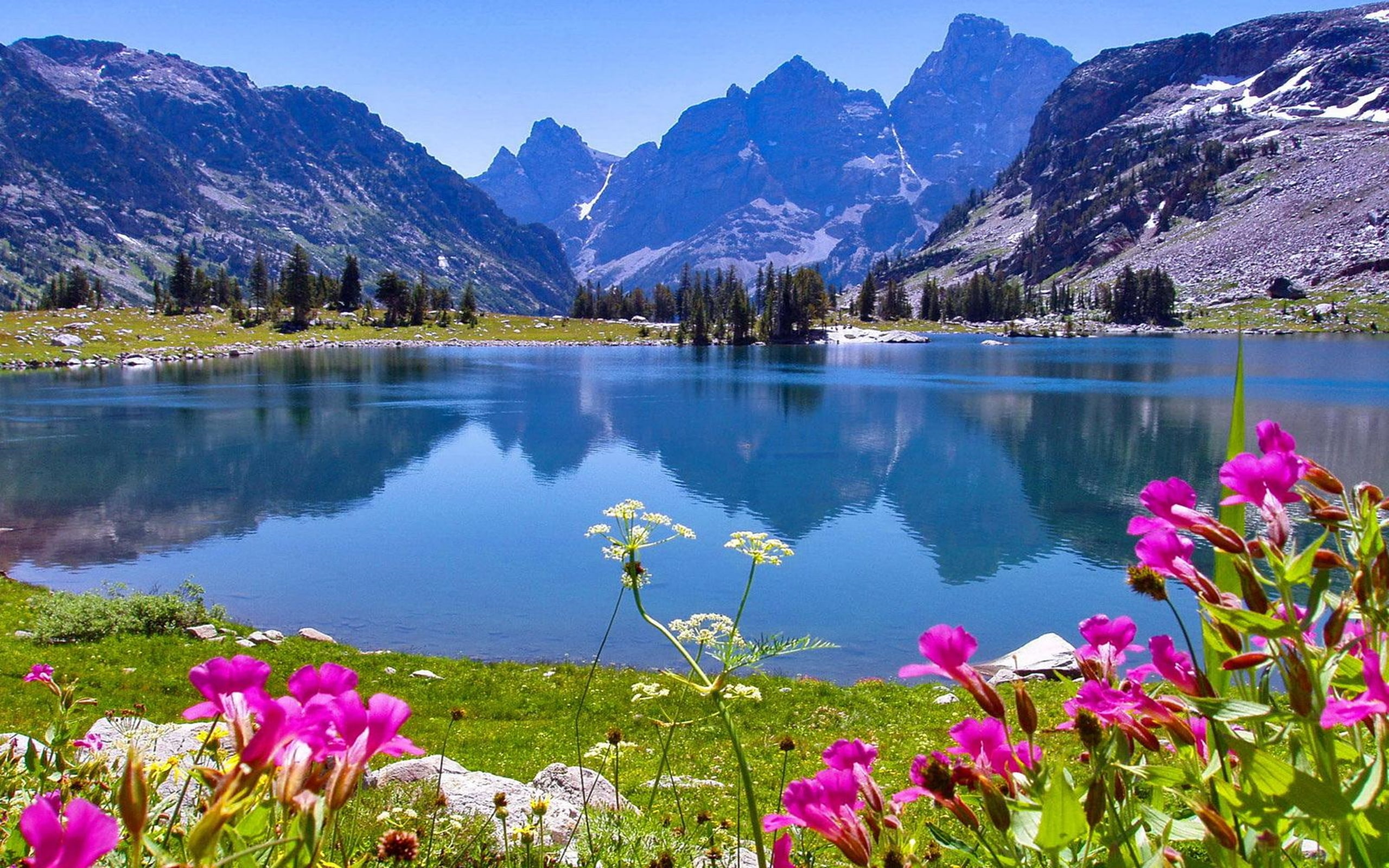 Jenny Lake in Wyoming spring flowers rocky mountains Grand Teton National Park Hd Wallpapers 2560×1600