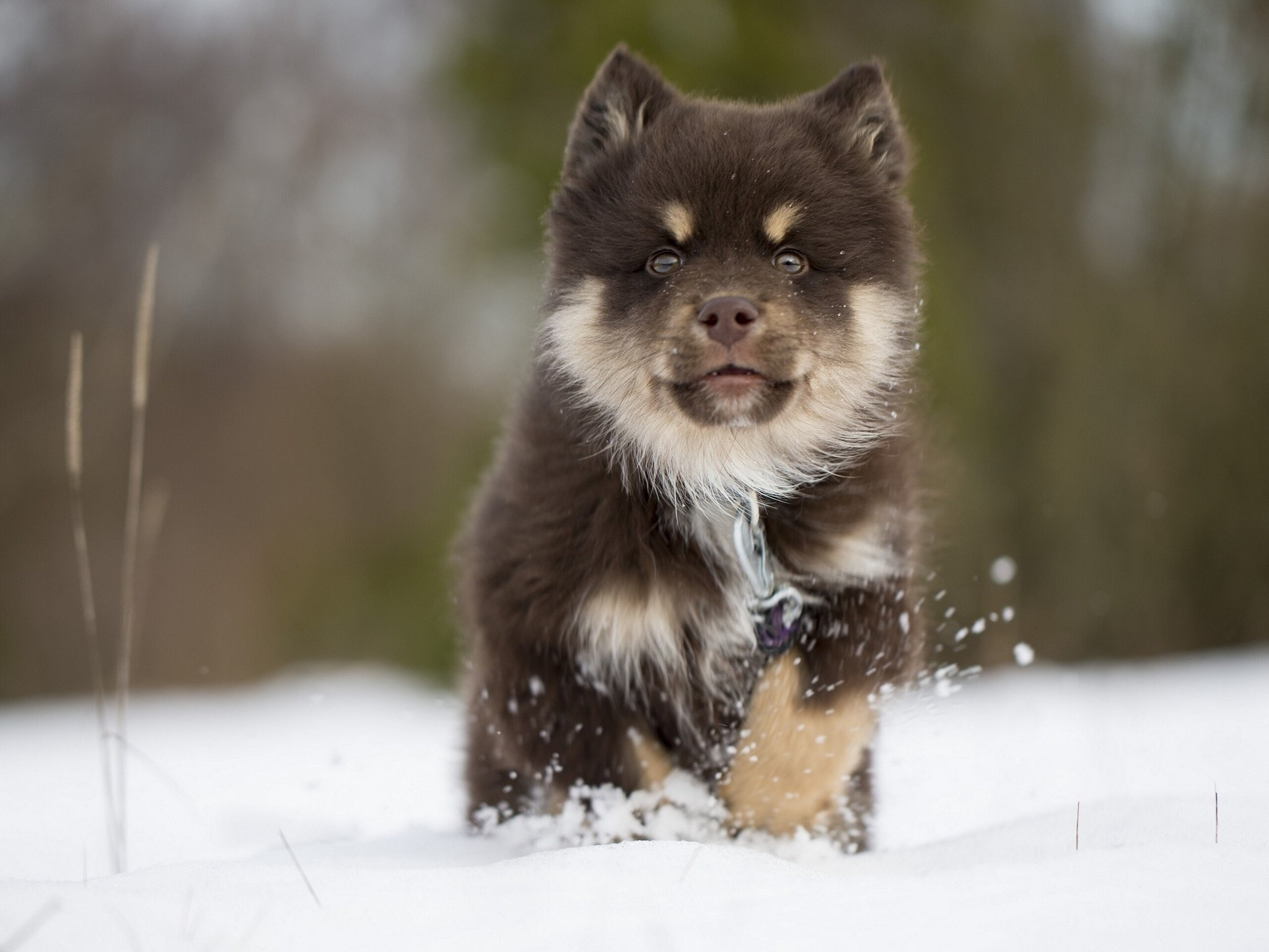 a, dog, finnish, Laika, Loparskaya, muzzle, puppy, snow, winter