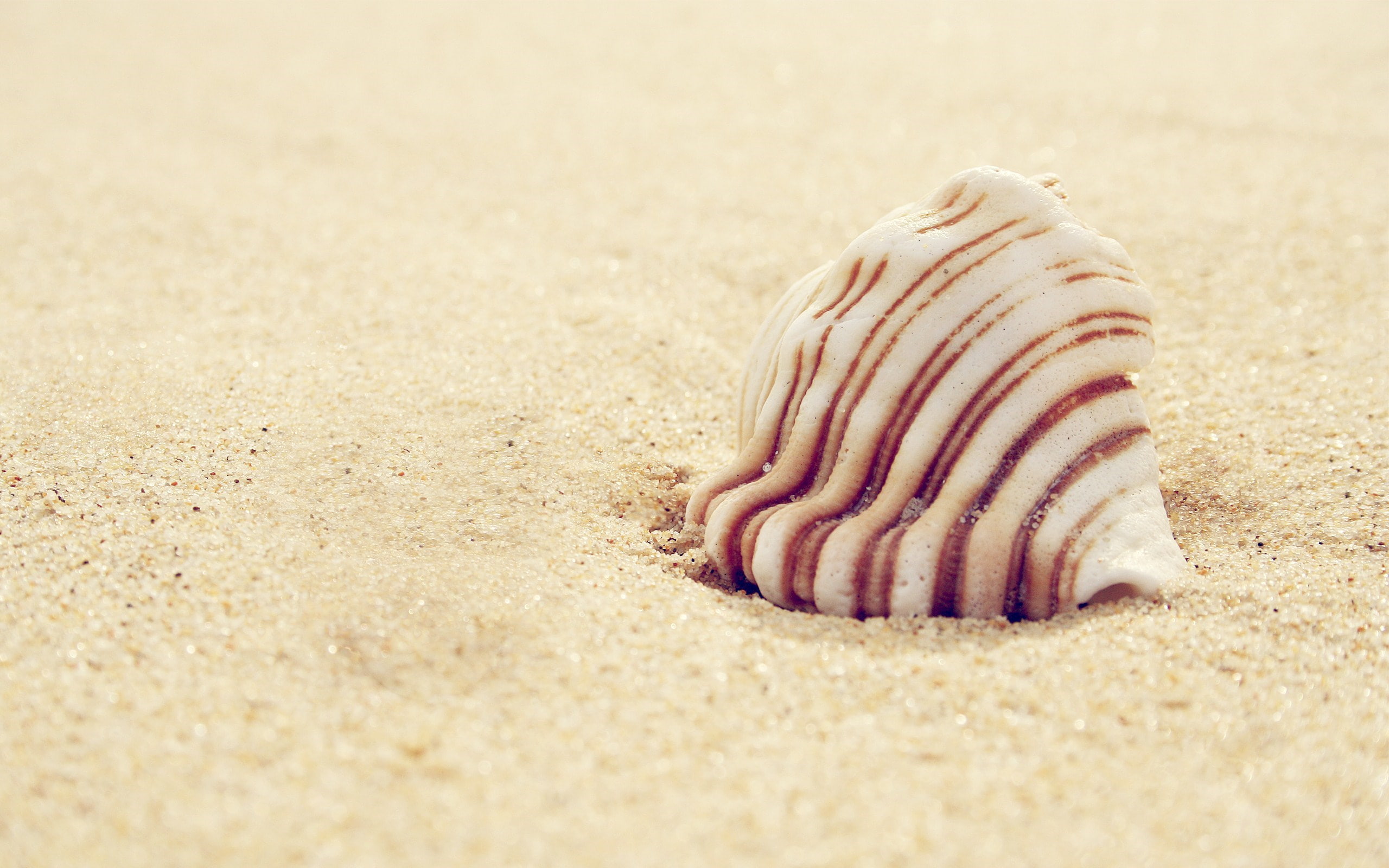 shell