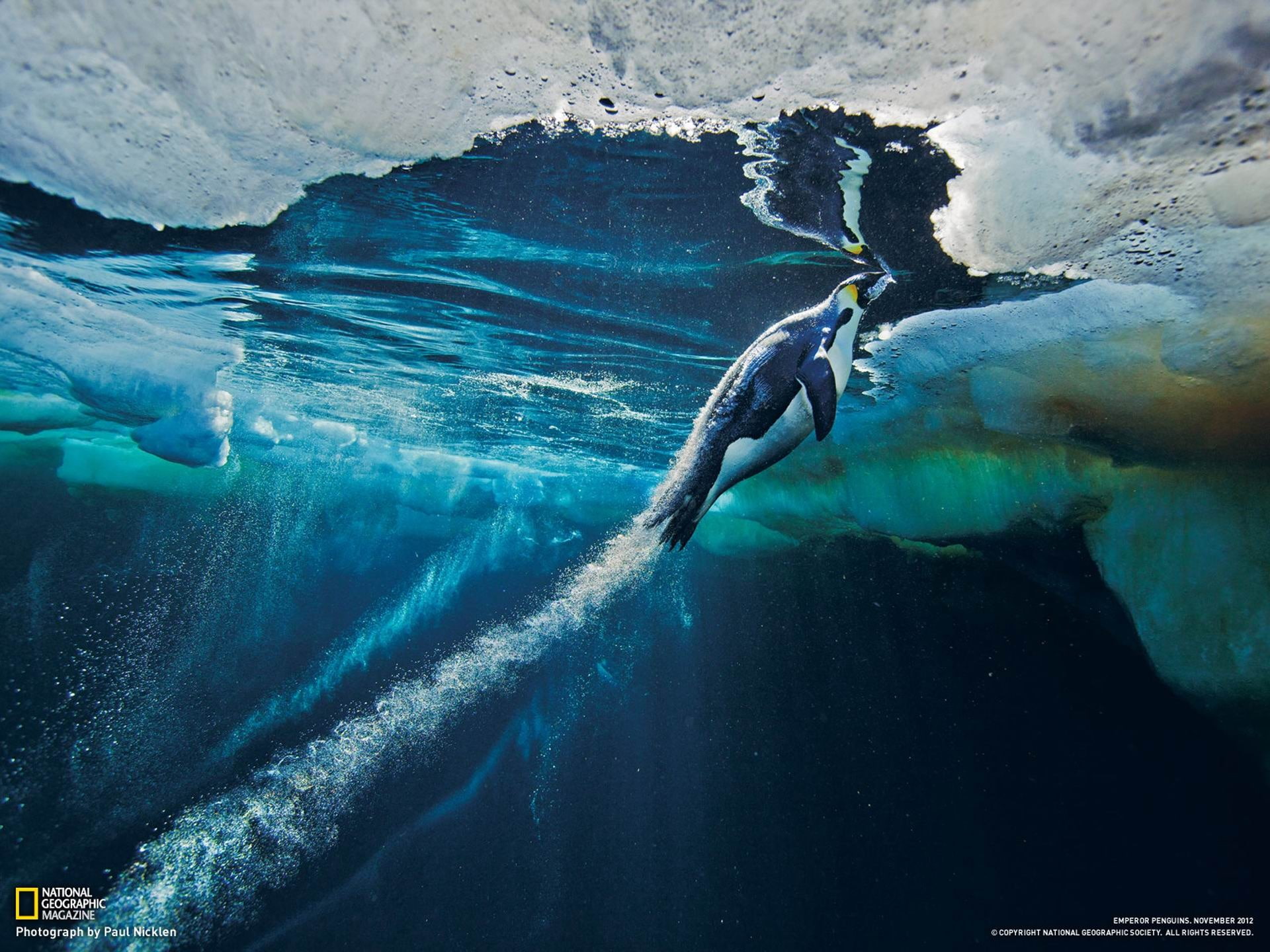 Emperor Penguin Antarctica-National Geographic wal.., National Geographic wallpaper
