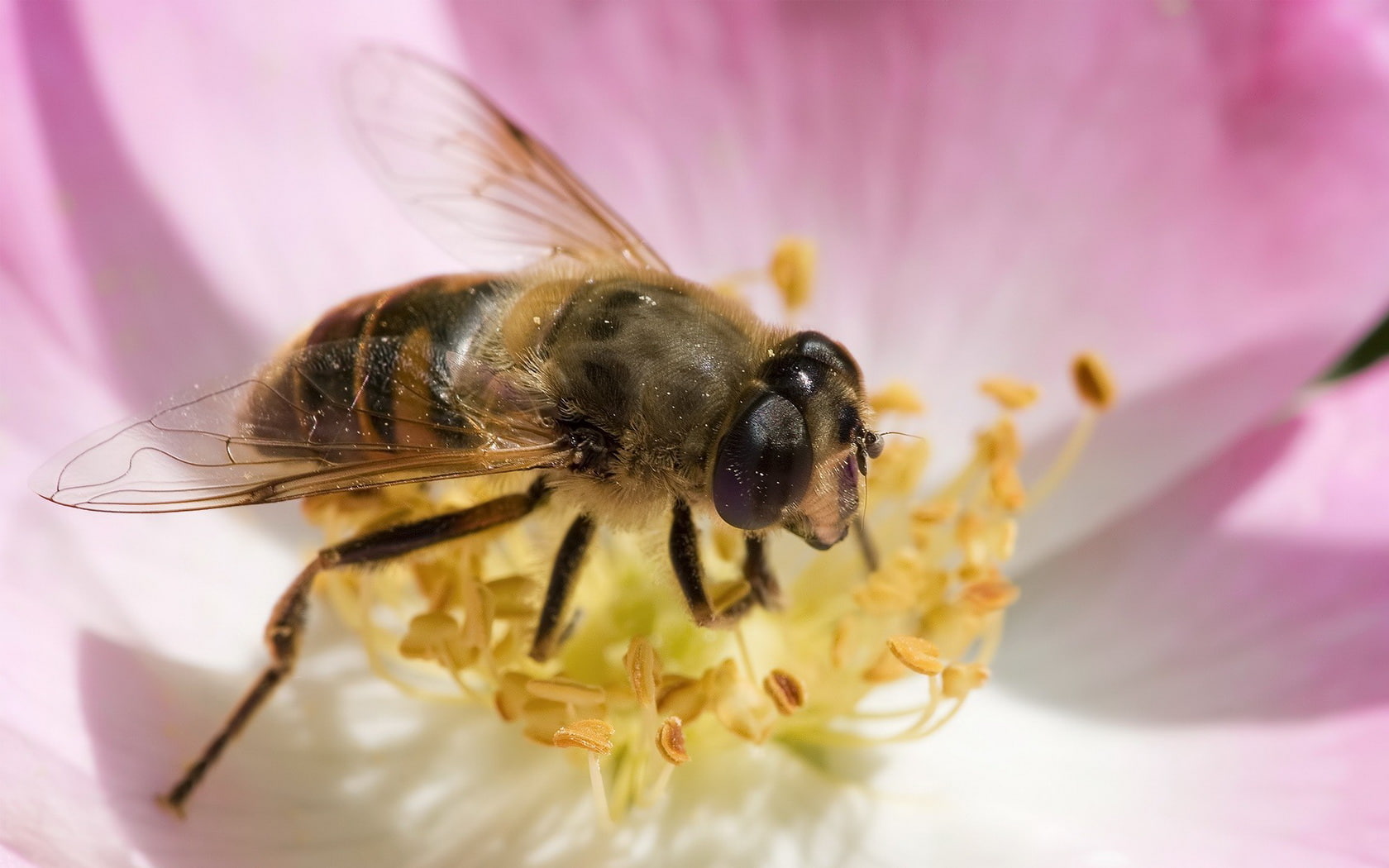 bumblebee