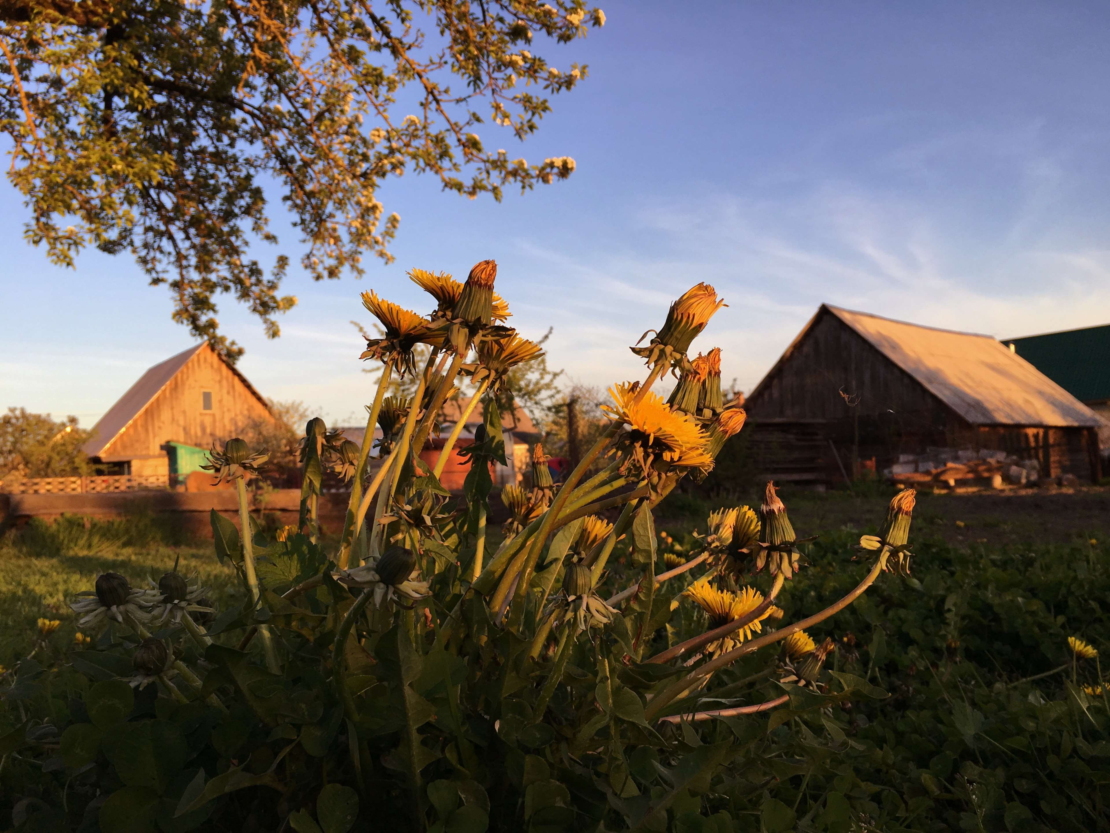 beautiful flowers, grass, natue, sunset, sky, building exterior