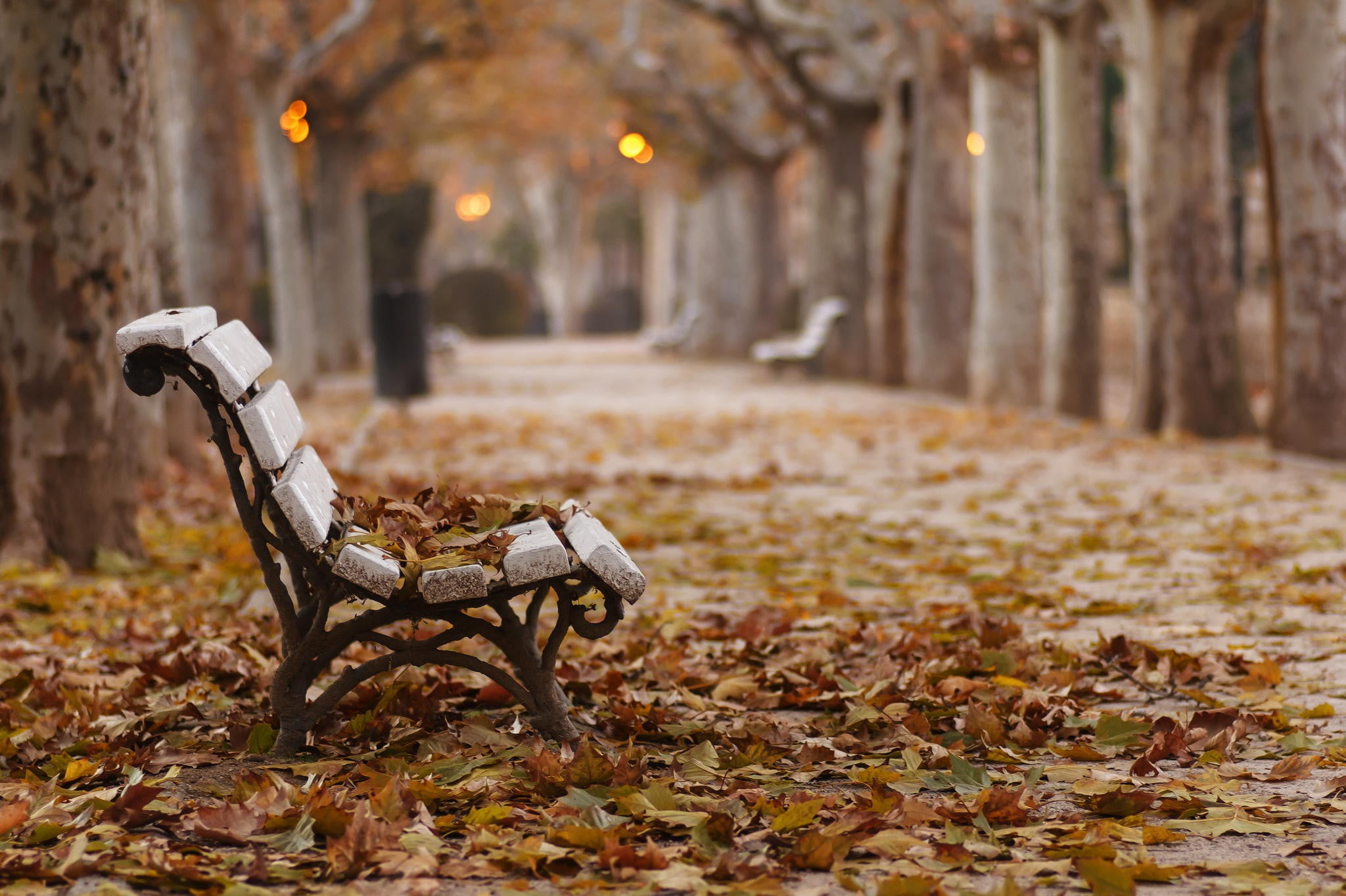 black metal base white wooden garden bench, fall, park, leaves