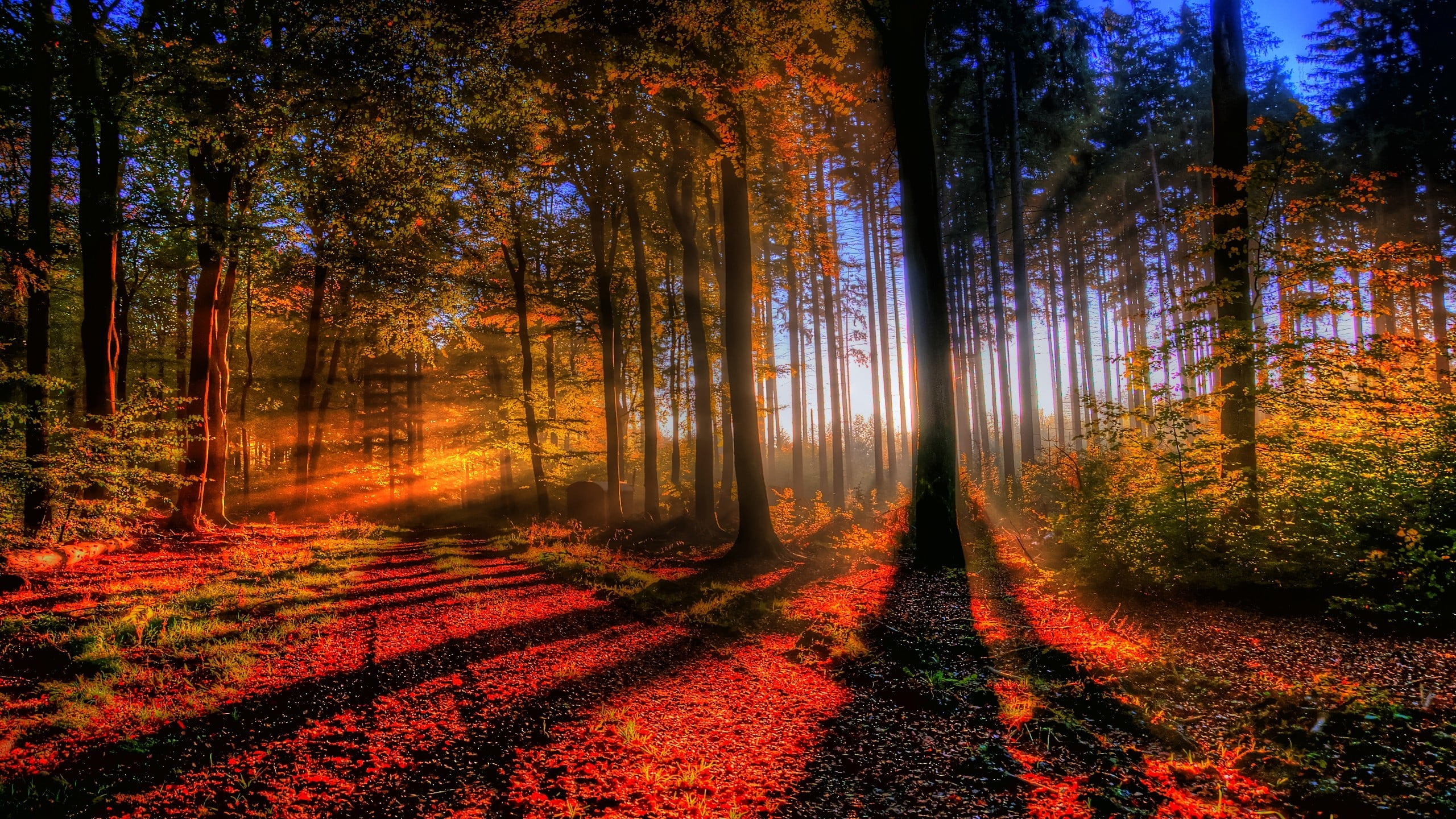 red leafed trees, nature, landscape, forest, sunlight, fall, sun rays