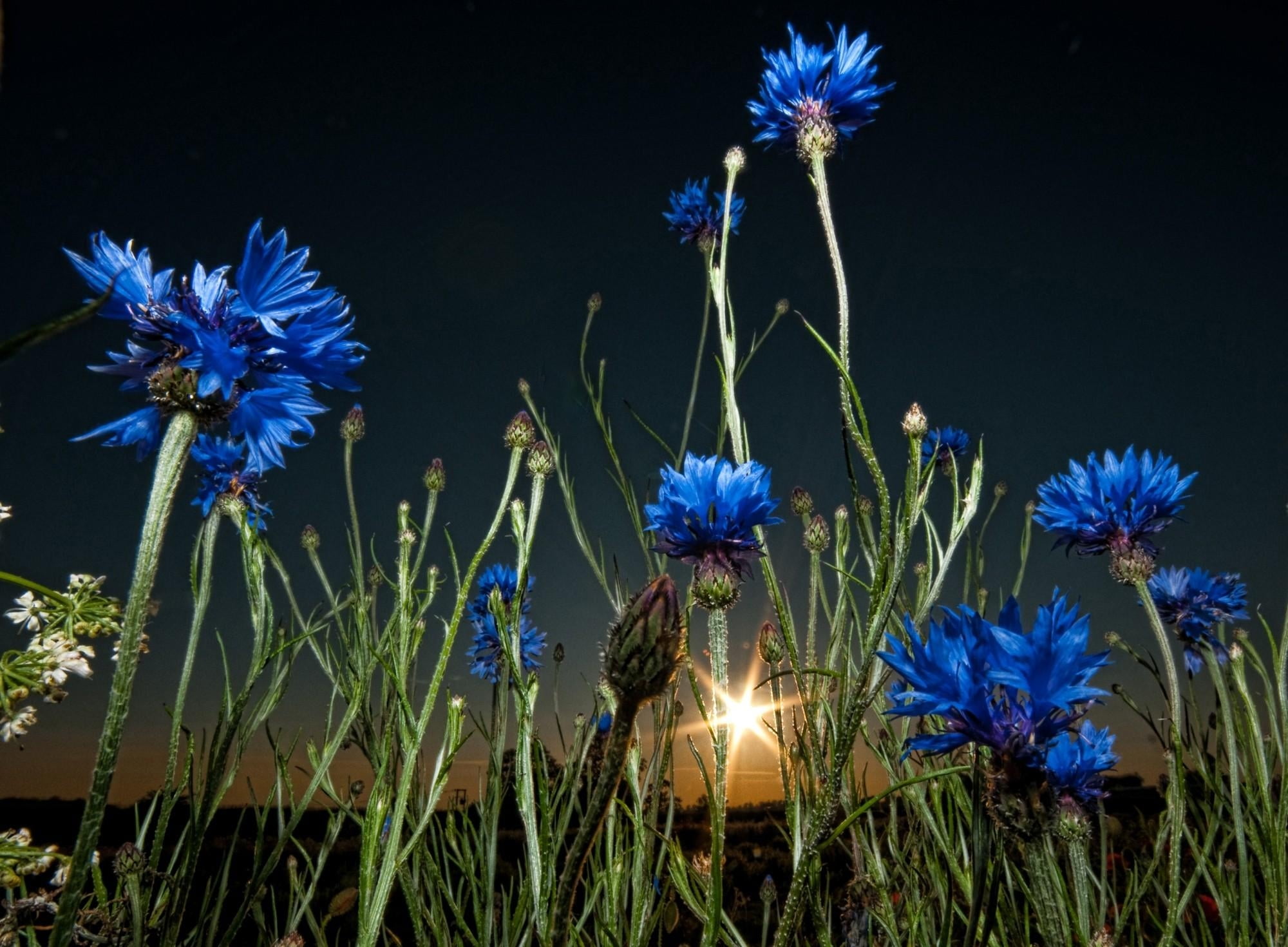 blue petaled flower wallpaper, cornflowers, meadow, evening, twilight