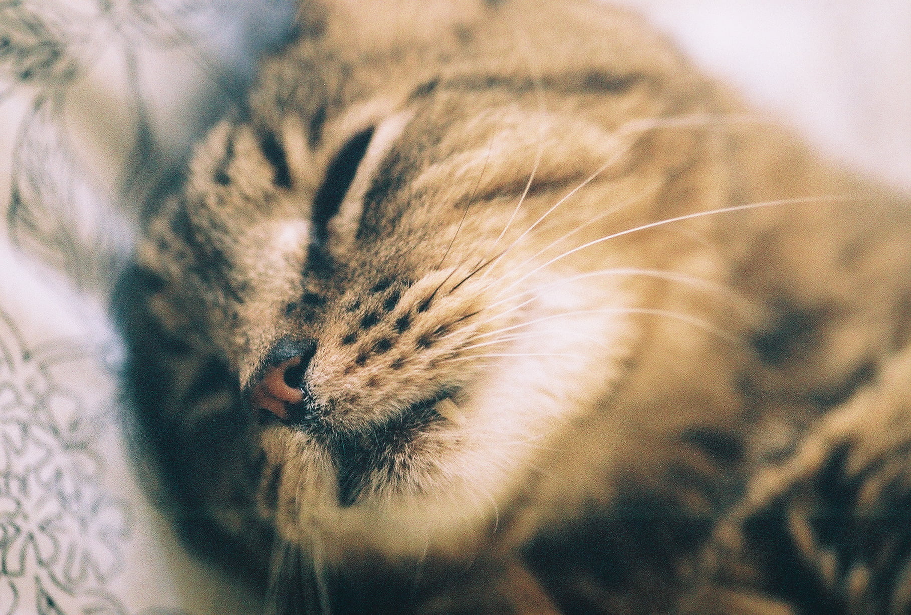 brown sleeping tabby cat, cat, Canon EOS 1N, Kodak, shot, slr