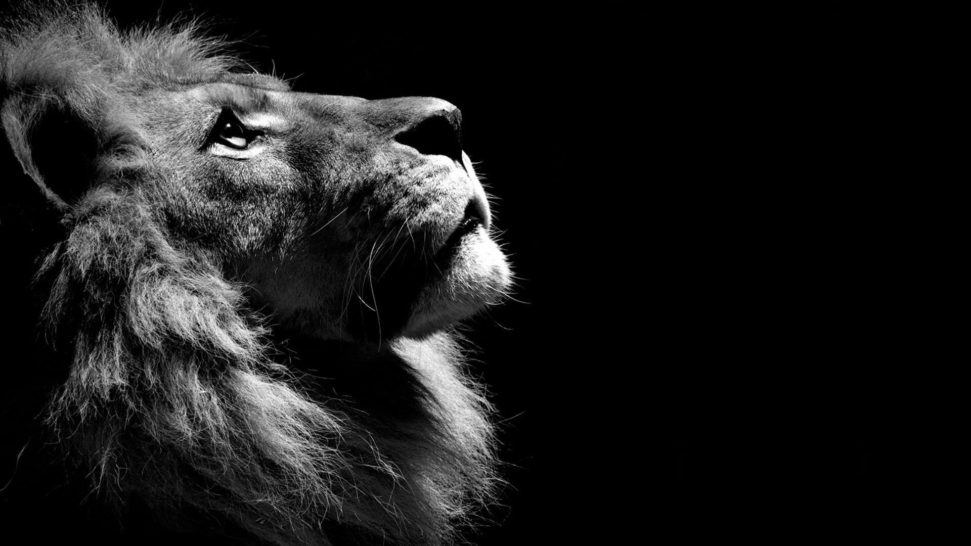 lion, black, dark, monochrome, wild, one animal, mammal, animal themes