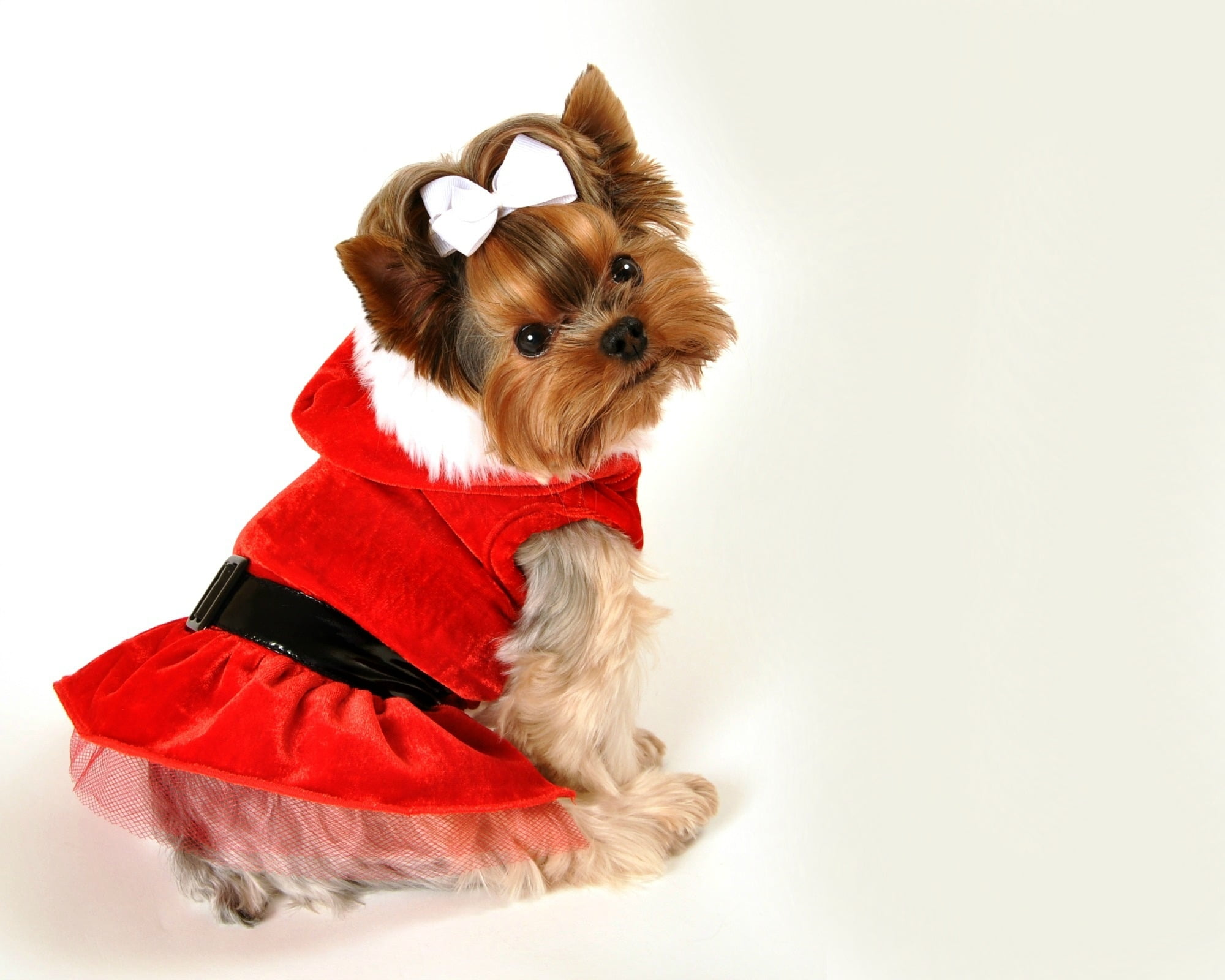 Merry Christmas!, red, dress, yorkshire terrier, caine, bow