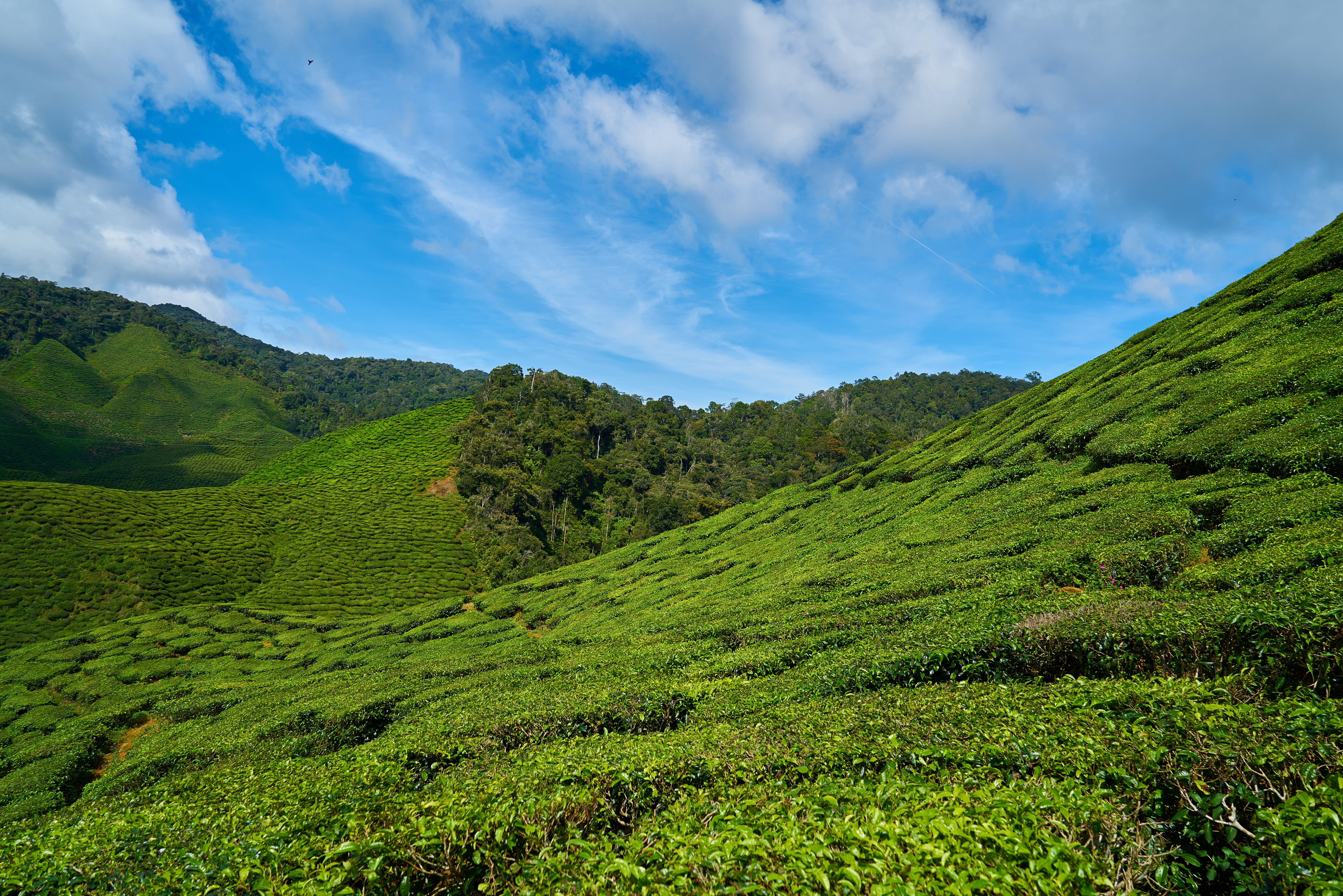 green mountain, malaysia, tea plantations, sky, nature, tea Crop