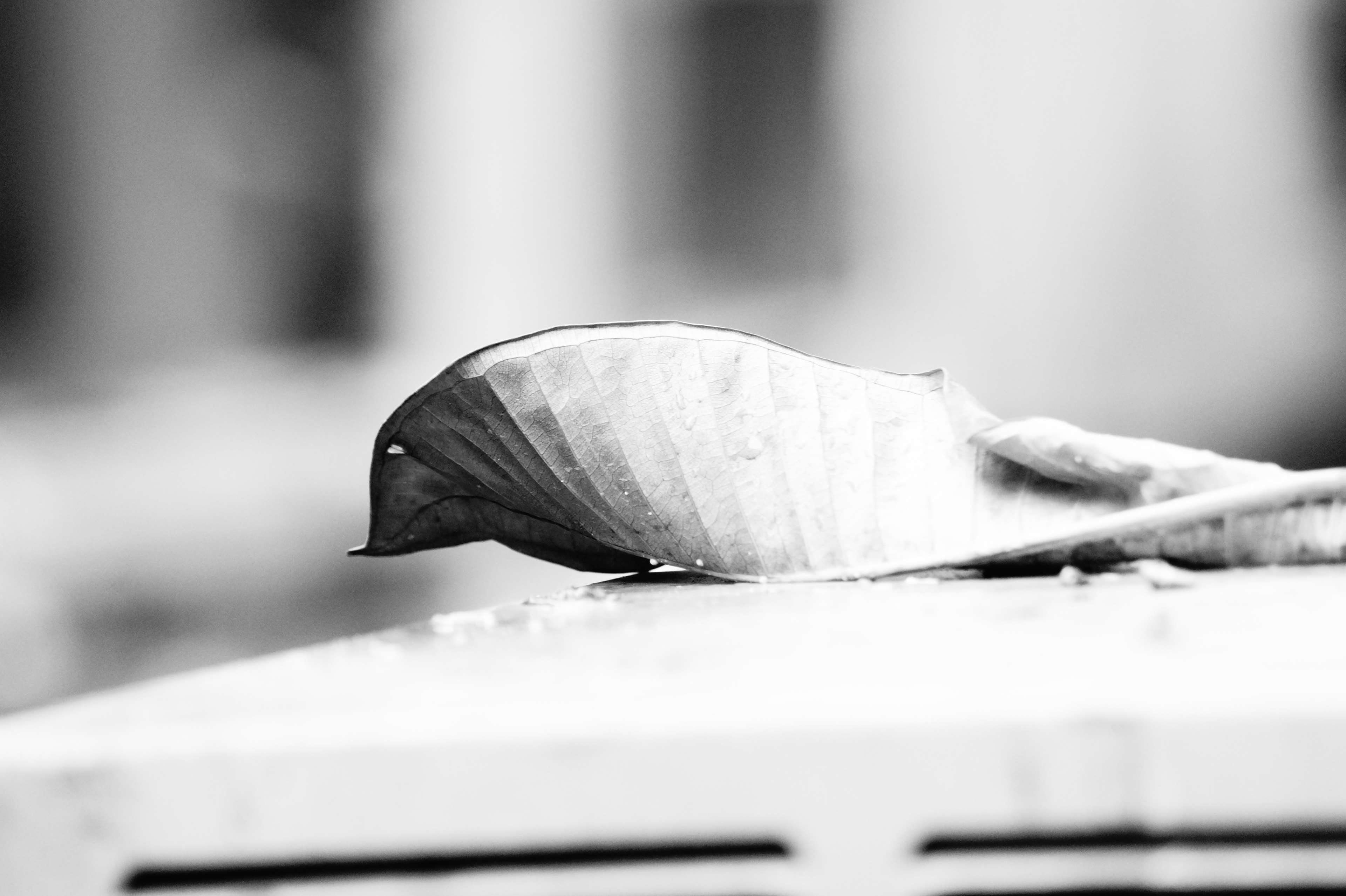 curved leaf, close-up, selective focus, focus on foreground