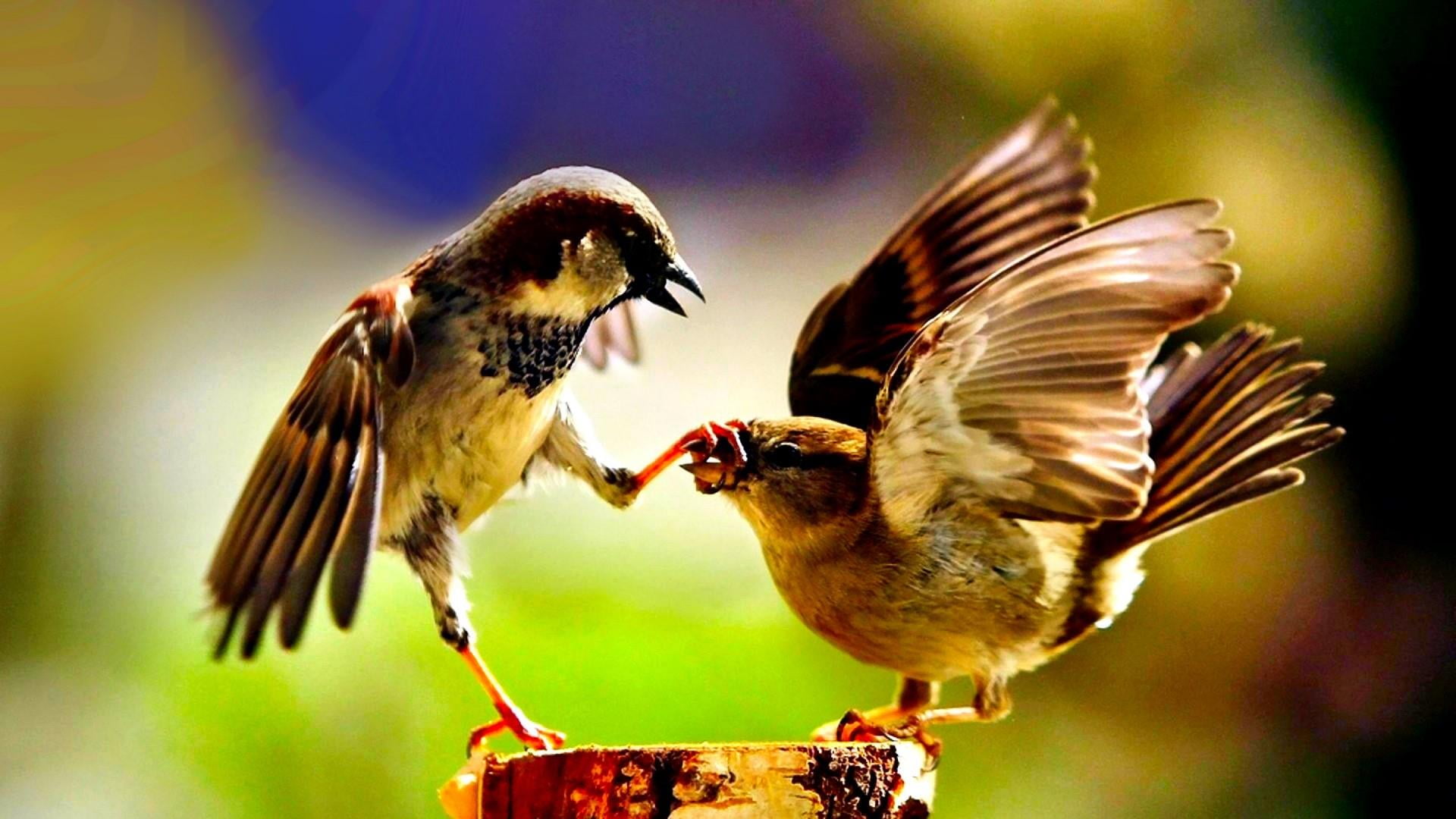 bird, sparrow, birds, shut up, funny, animal, animal themes