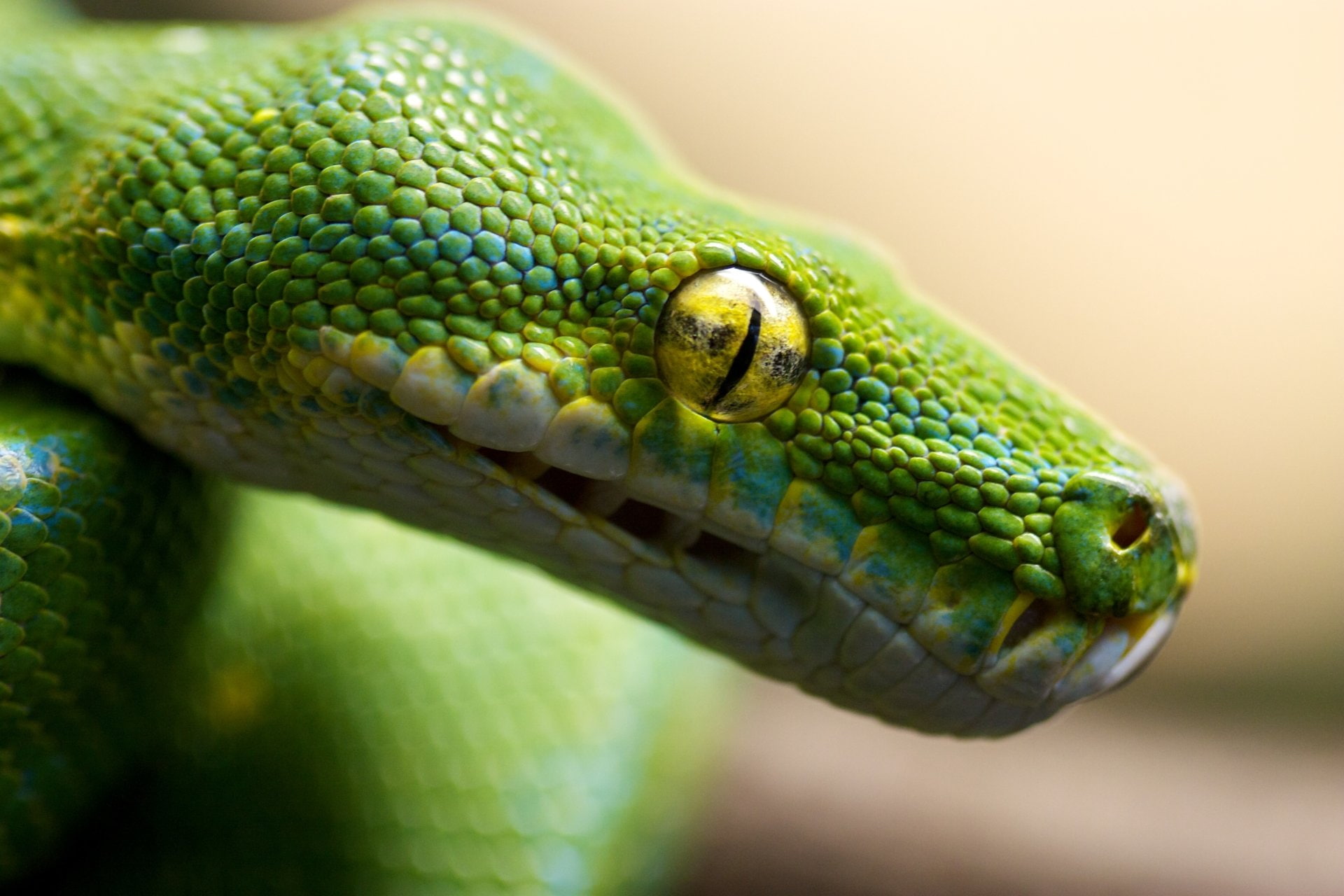 Reptiles, Python, Eye, Macro, Snake, Tree Python