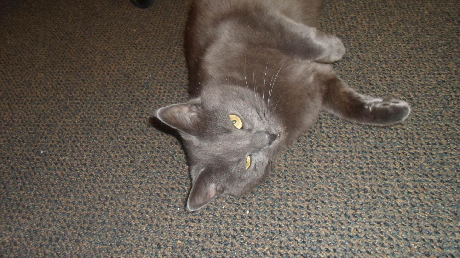 Missy 3, gray short fur cat, feline, russian blue, cute, animals