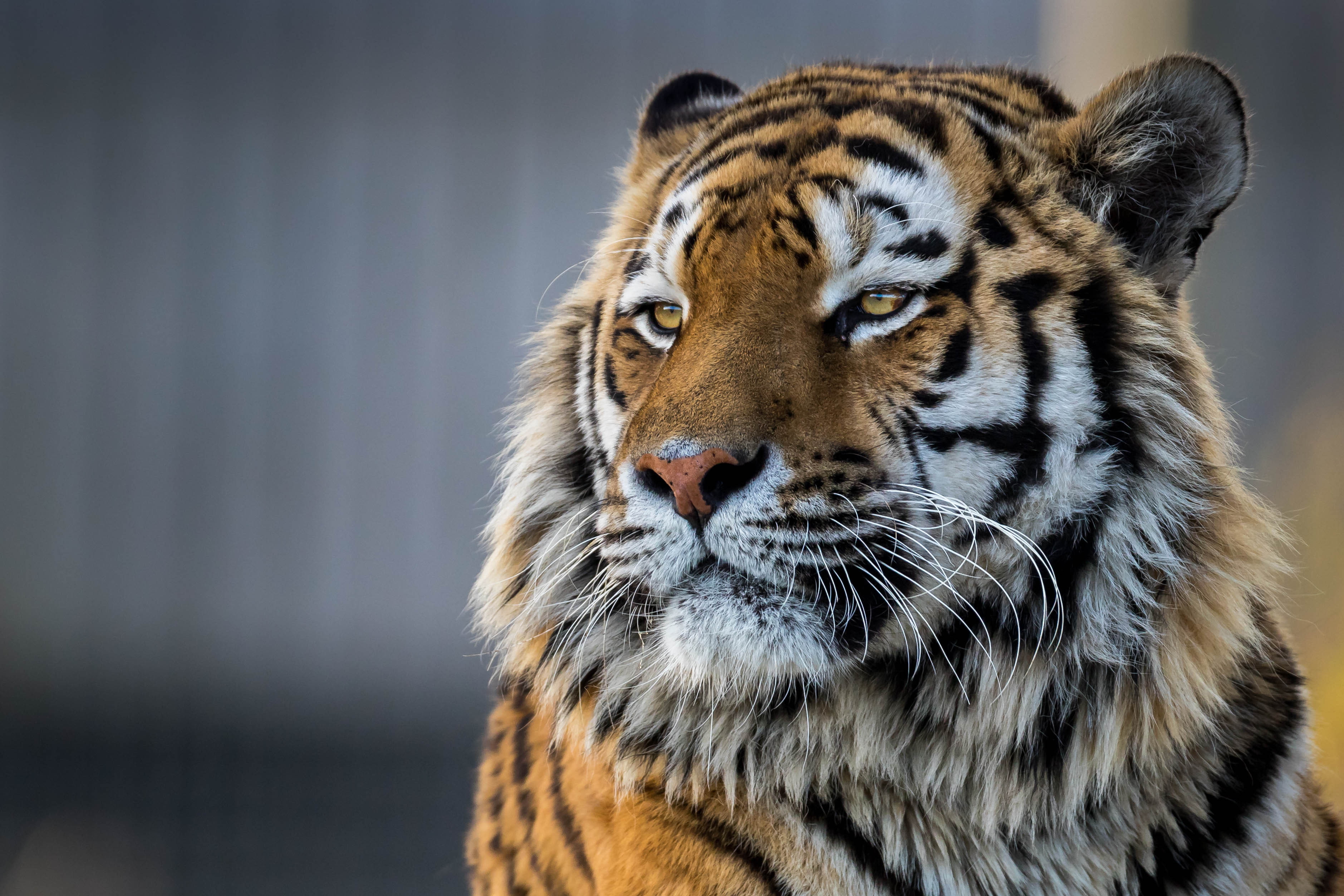 animals, tiger, big cats, yellow eyes