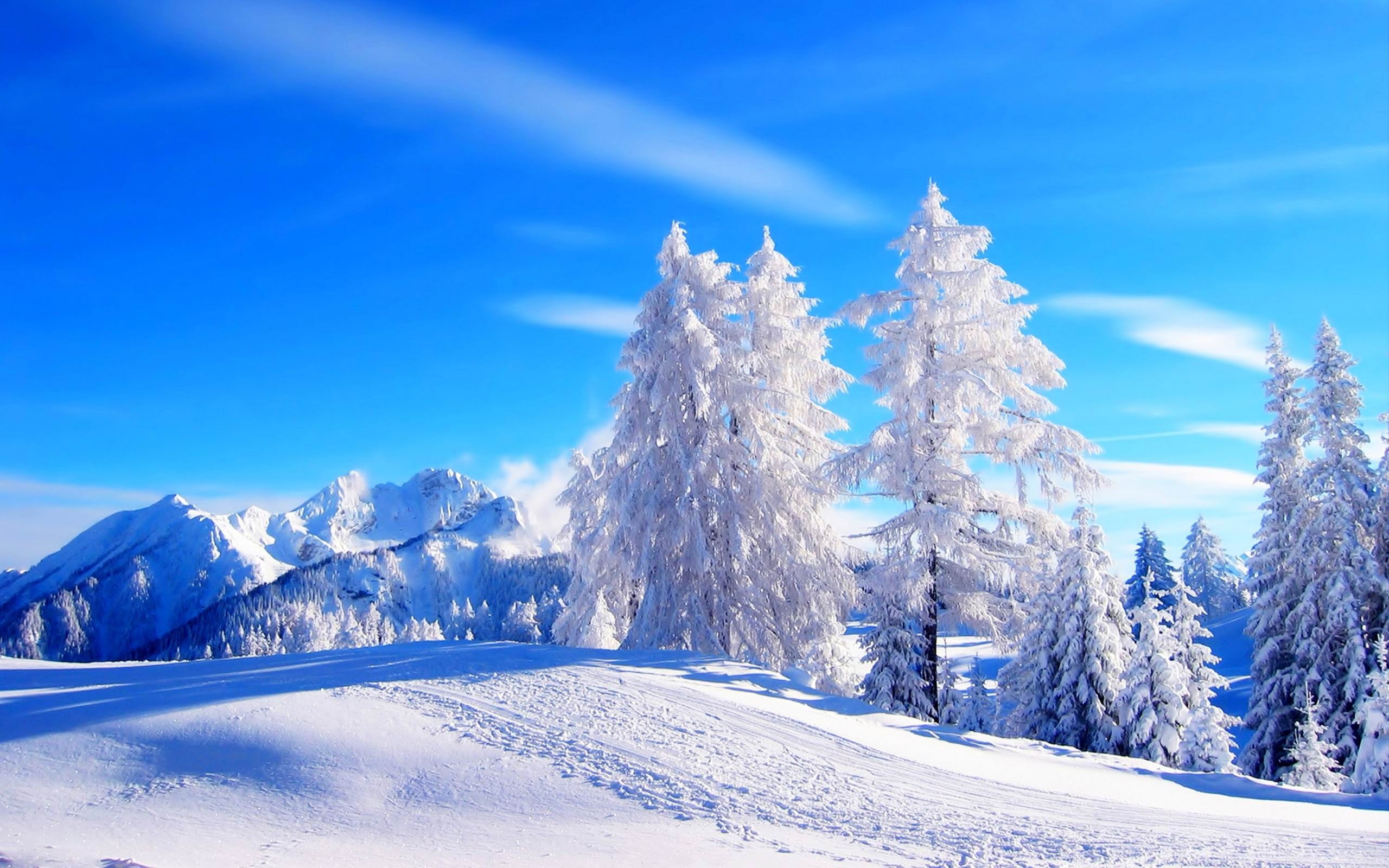 Most beautiful winter landscape HD wallpaper 02, pine trees cover with snow wallpaper