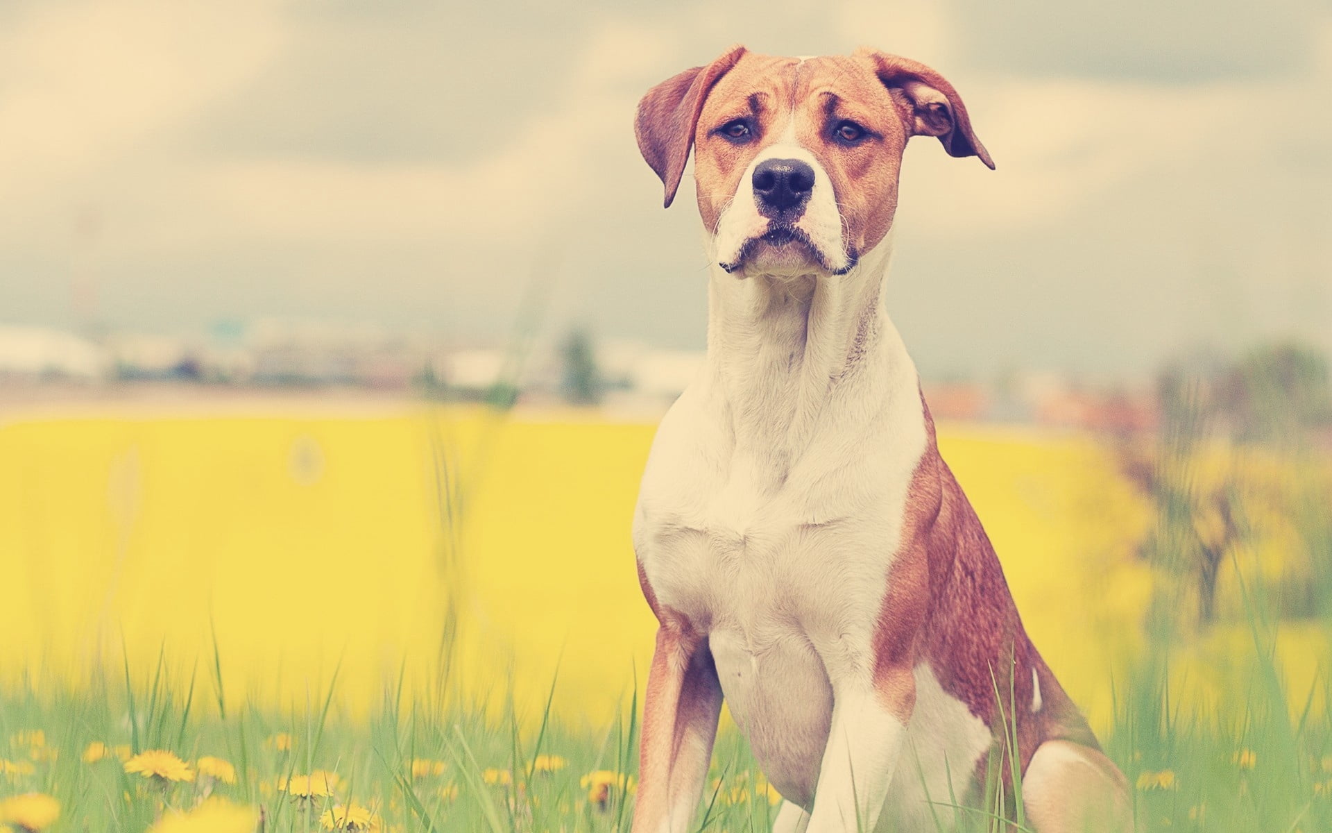 Free download | HD wallpaper: white and tan American pit bull terrier ...